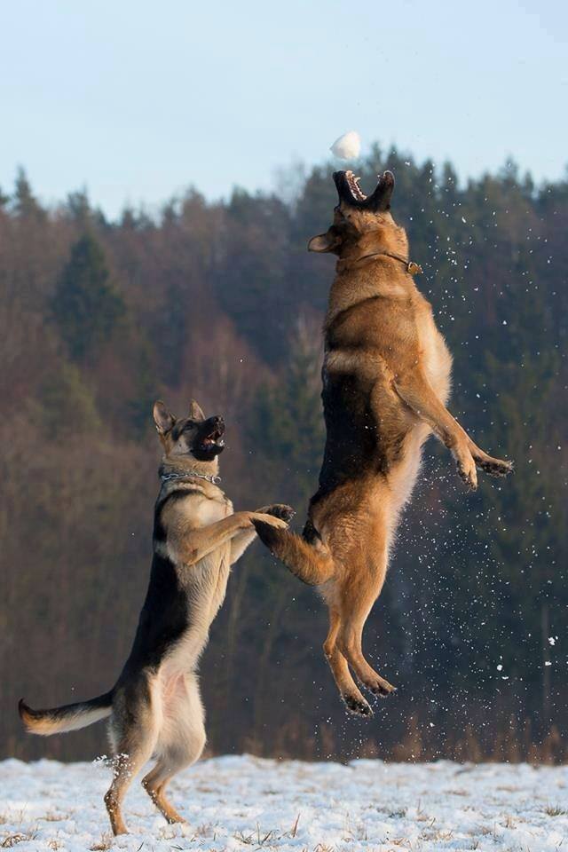 Mathias and Kasia catching snowballs .jpg