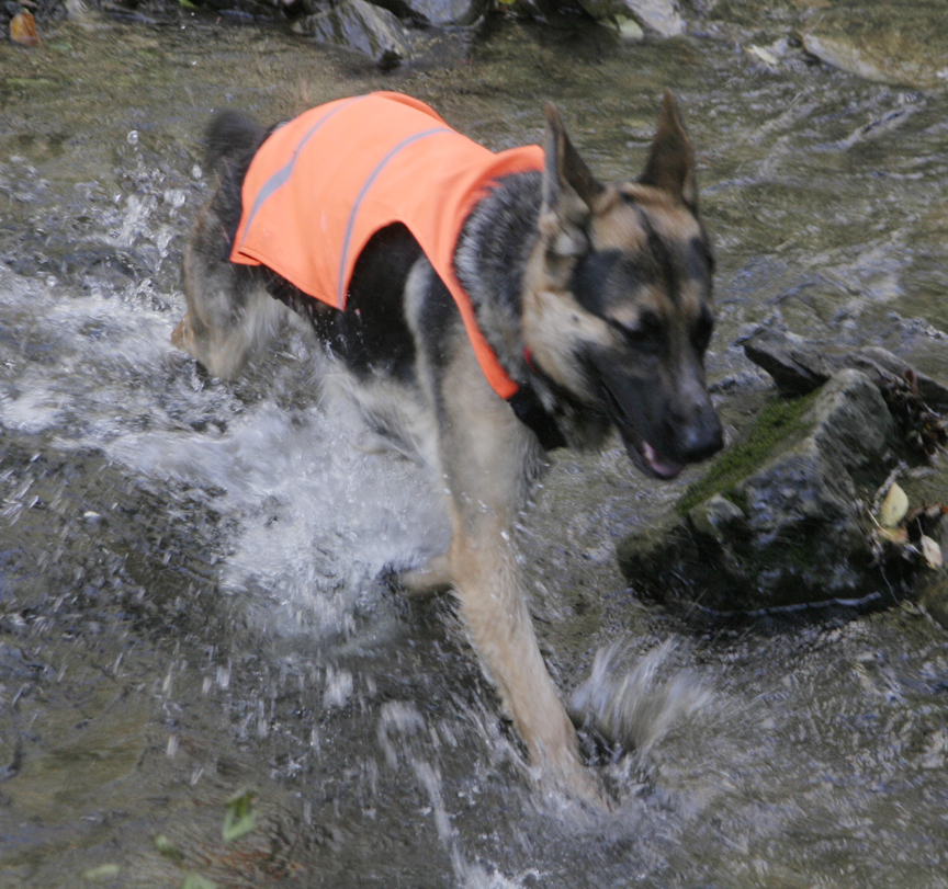 Hugo the waterdog 1 ,jpg.jpeg