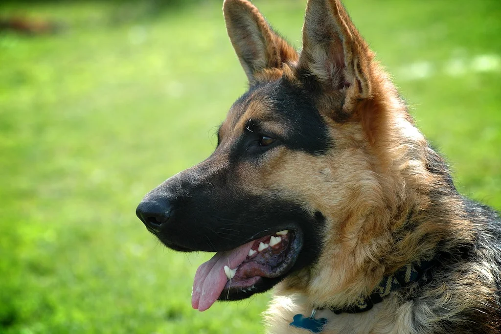 Rocco A3.jpg