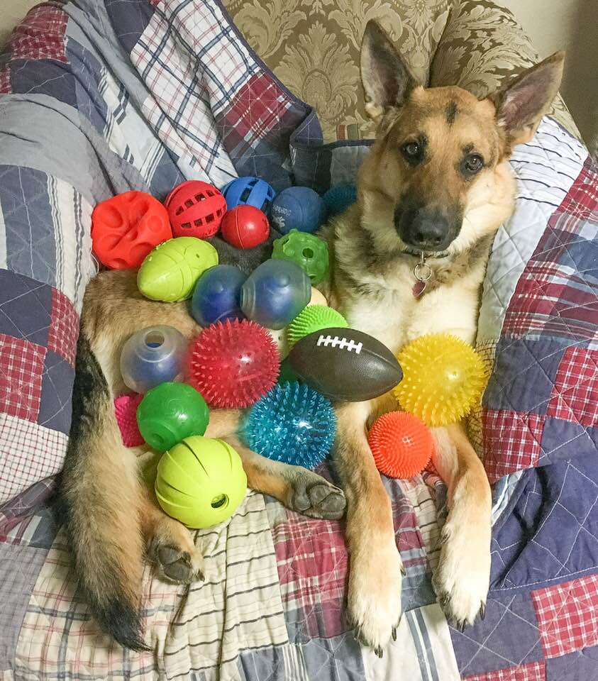 Schatzi and her ball collection .jpg
