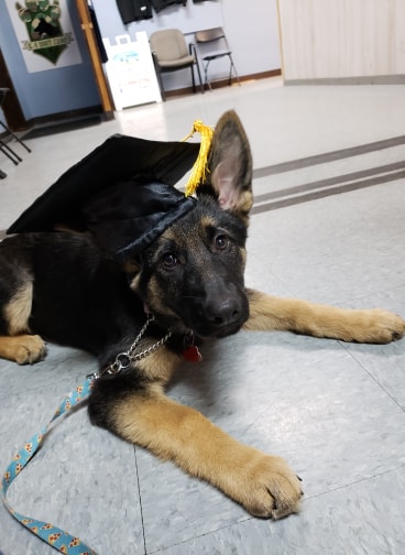 puppy class graduate .jpg