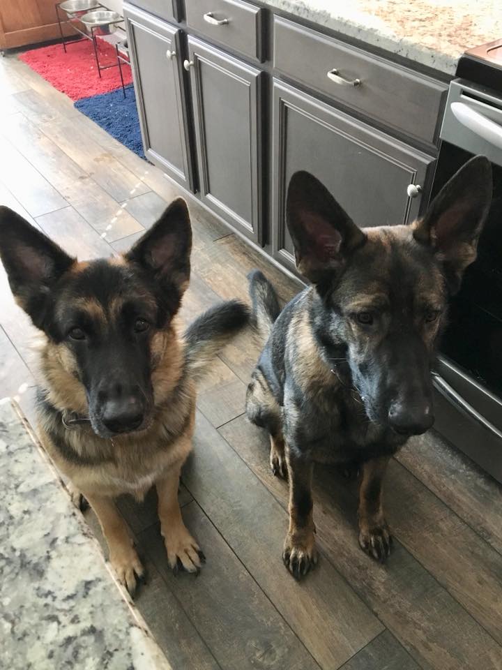 Waiting patiently for their treat .jpg