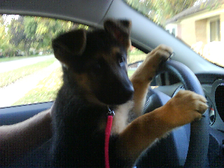 Puppy driving .jpg