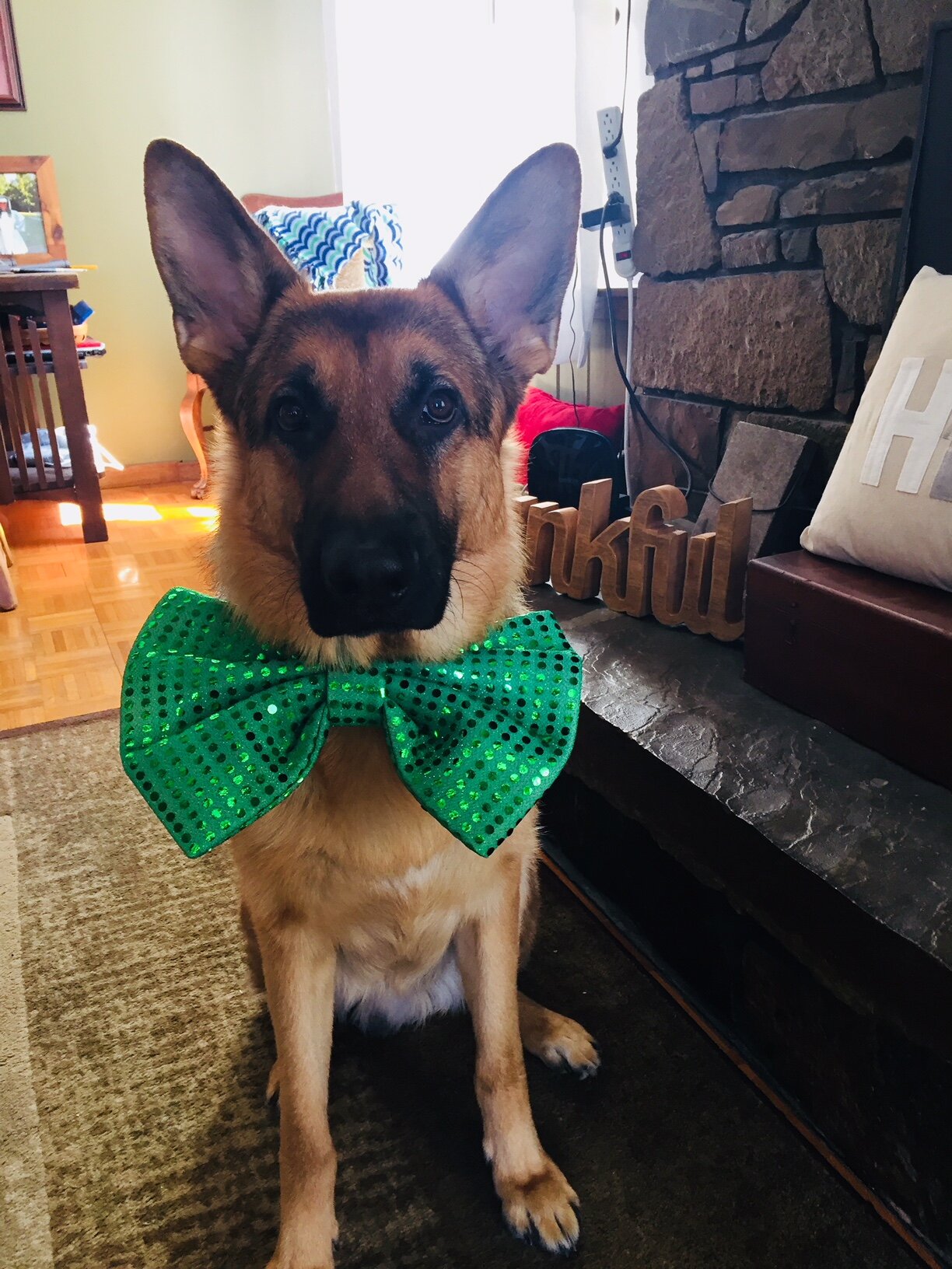 Gunner happy st. pattys day .jpg