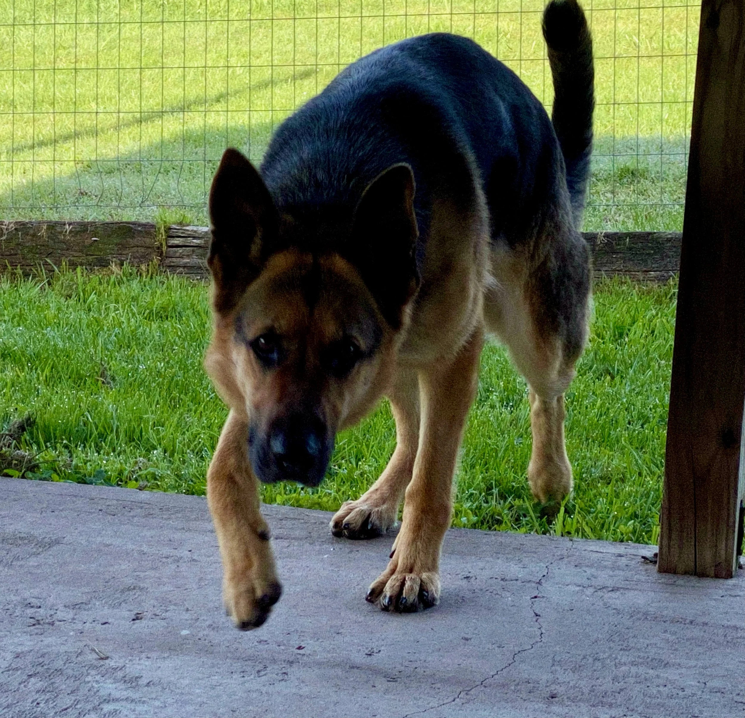 Our Females — Shadowbrook Shepherds