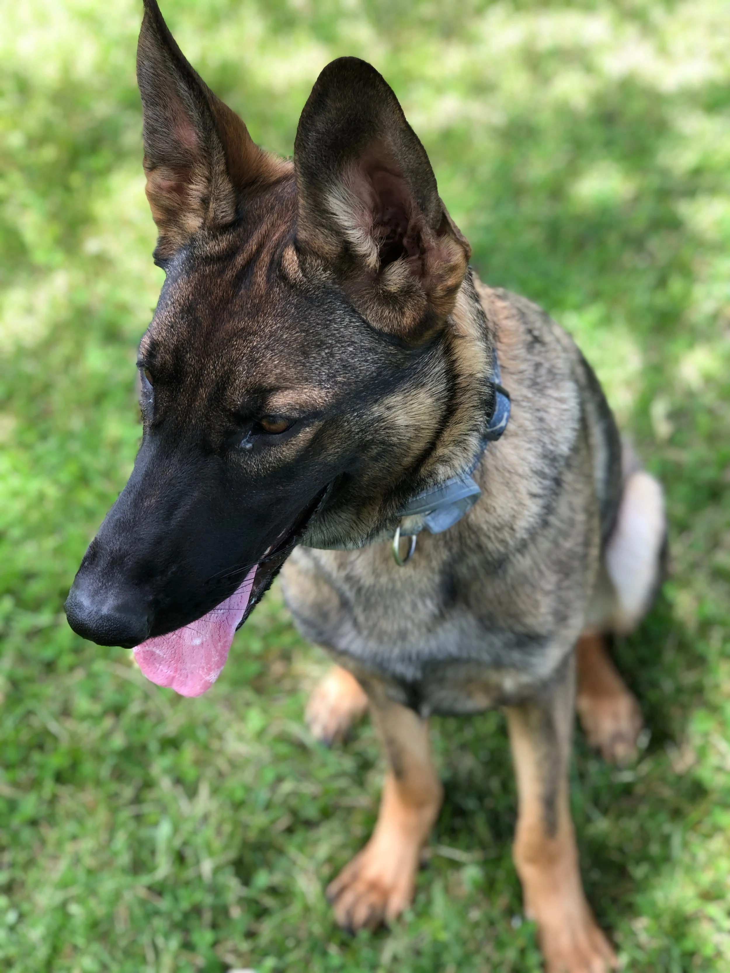 Upcoming Litters — Shadowbrook Shepherds