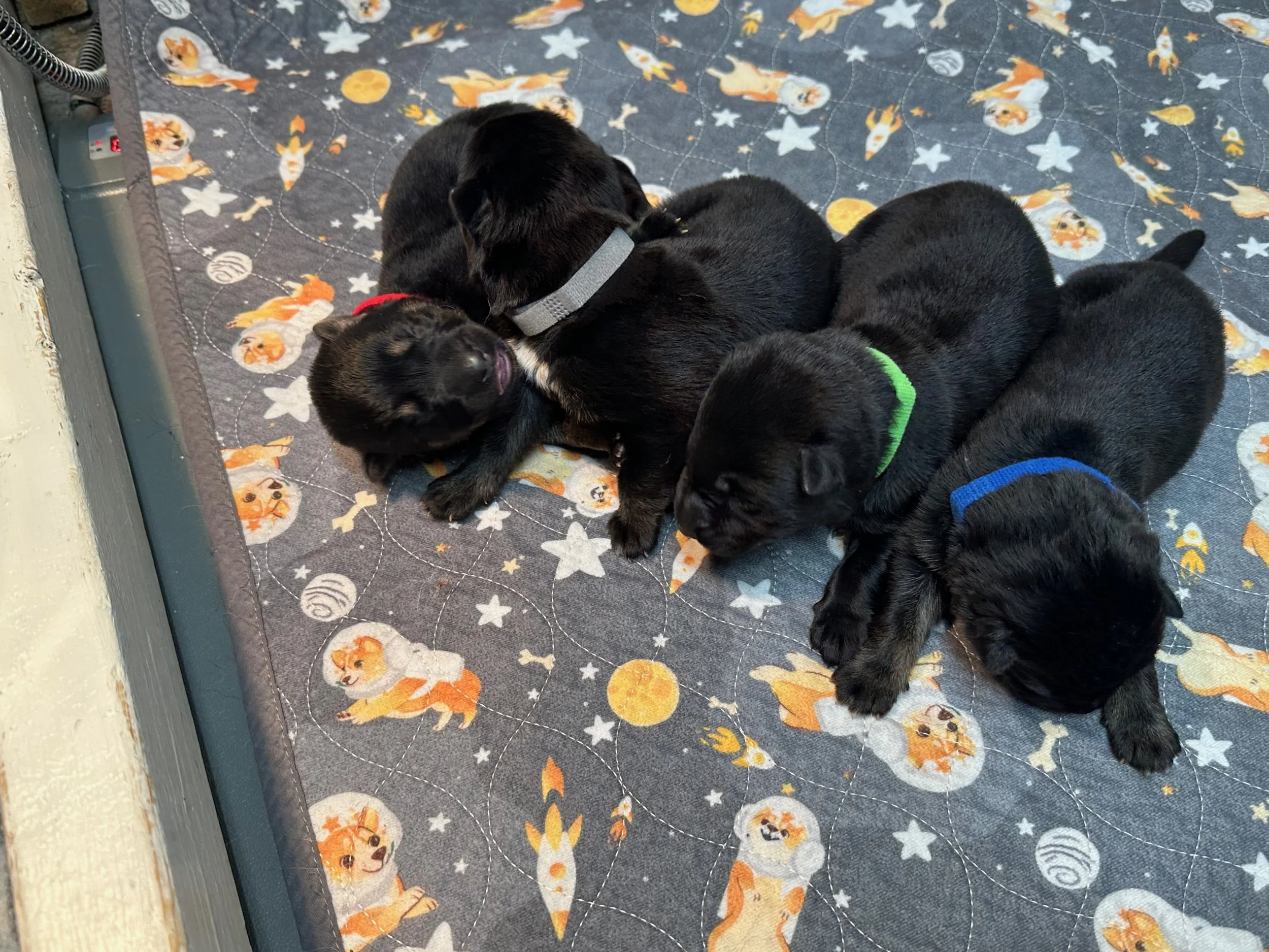 The Males 5 days old B .jpg