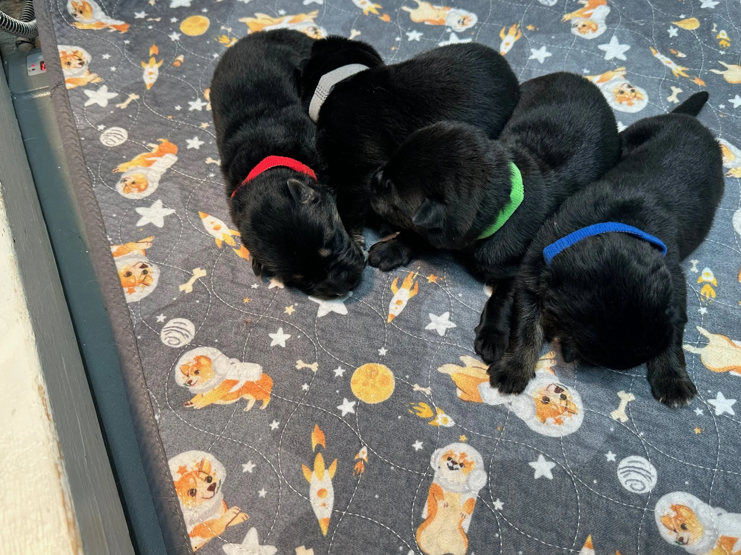 The Males 5 days old C .jpg