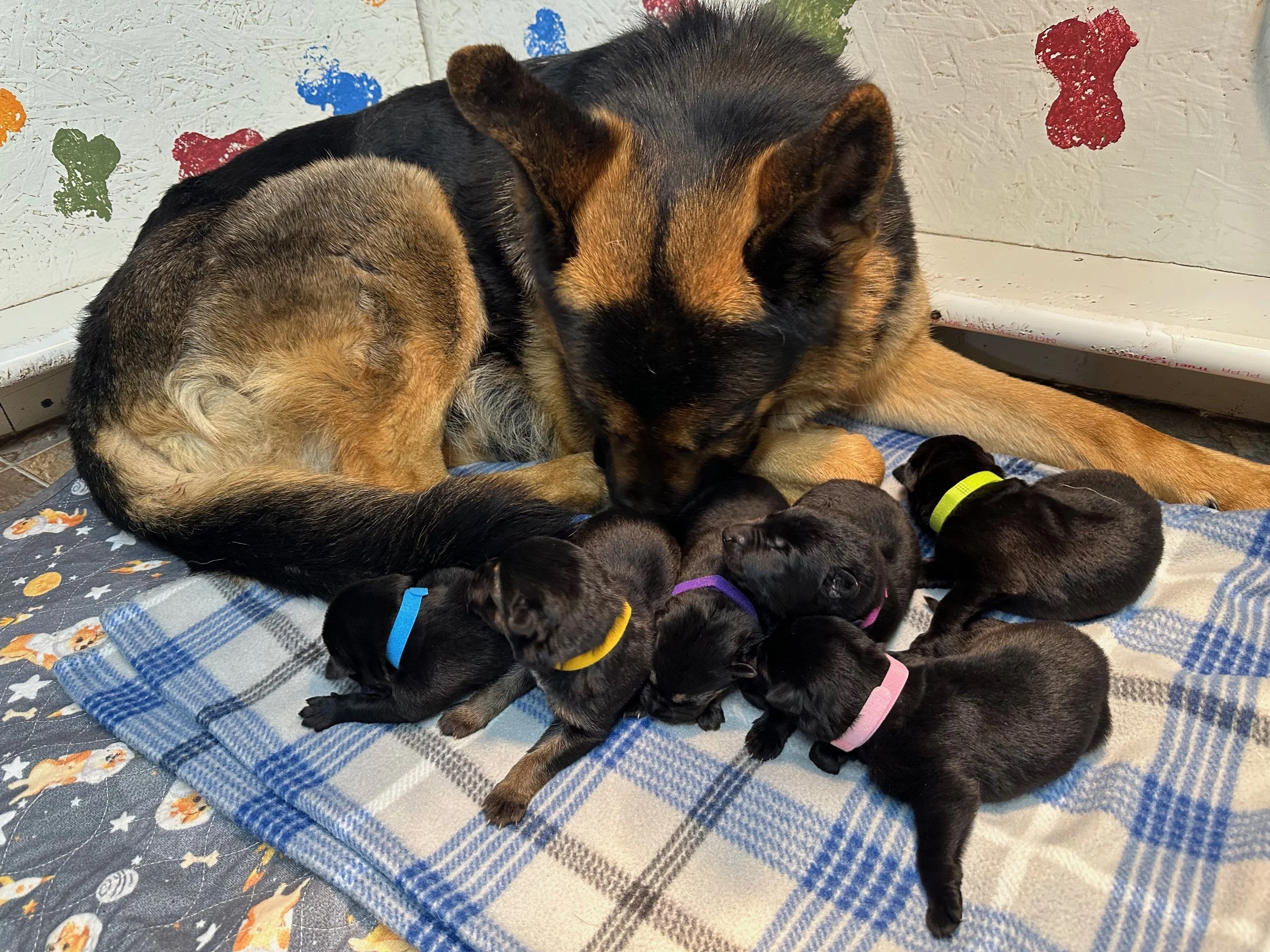 Females 5 days old A  .jpg