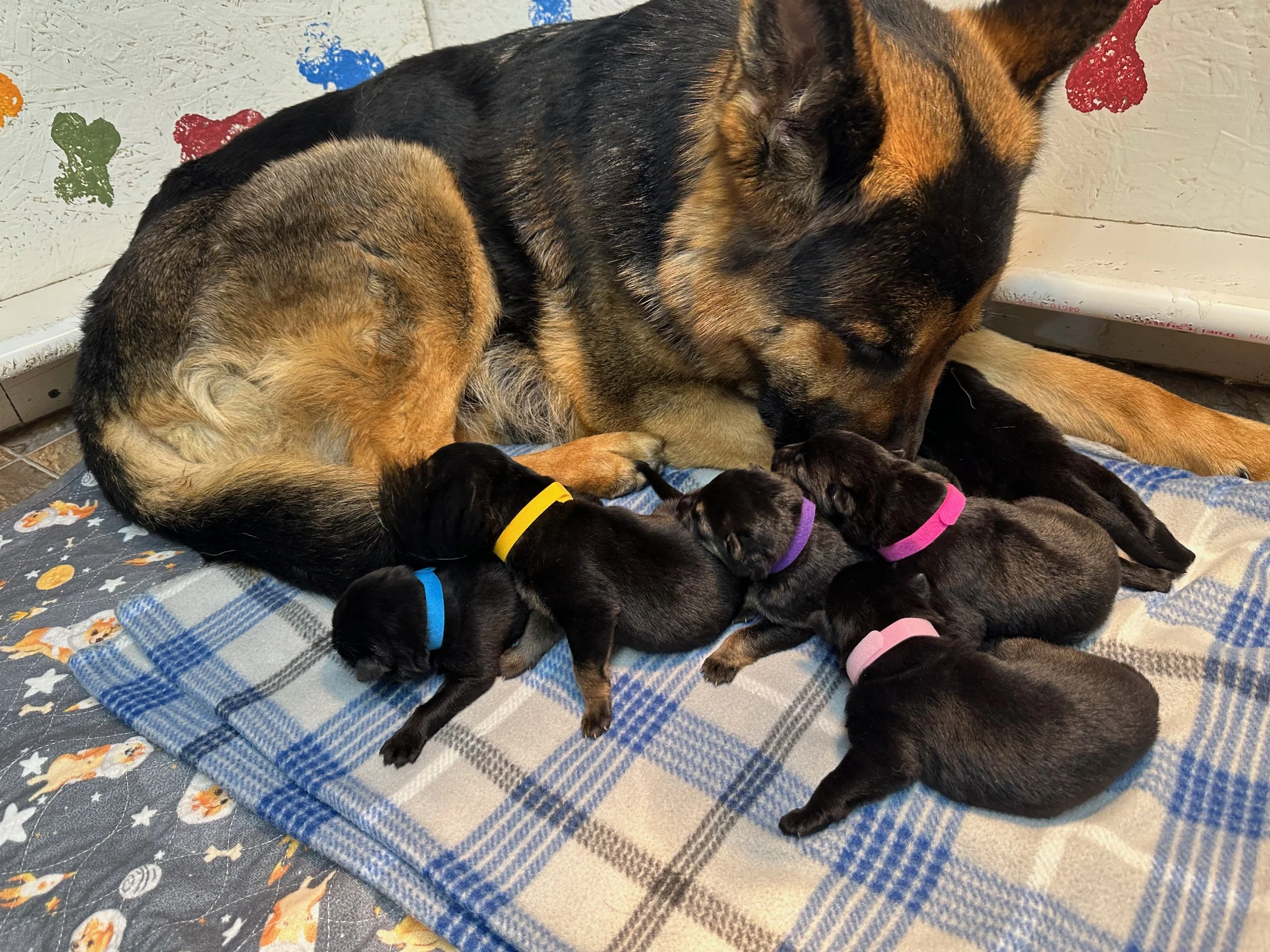 Females 5 Days old B .jpg