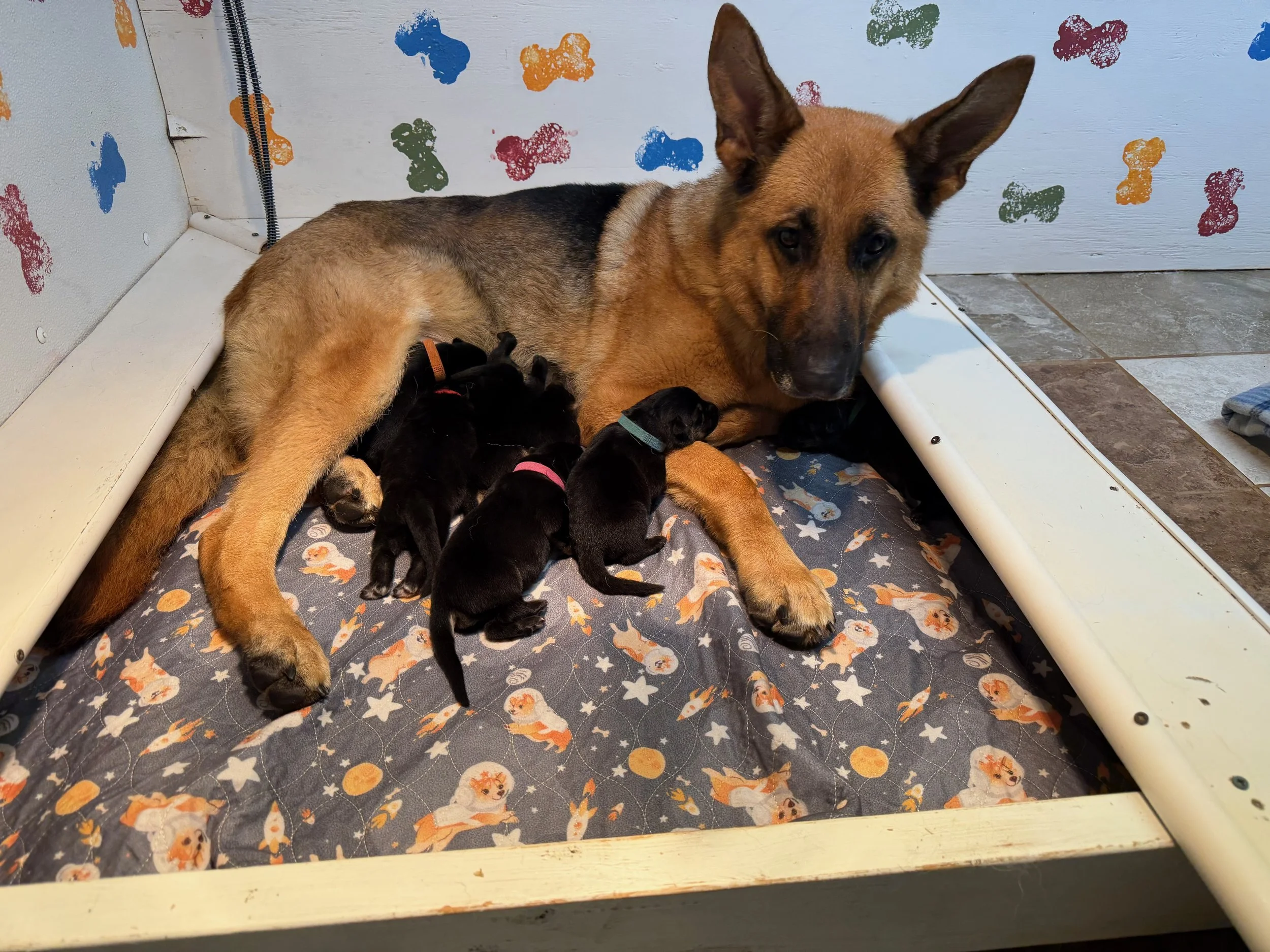 Newborns A .jpeg