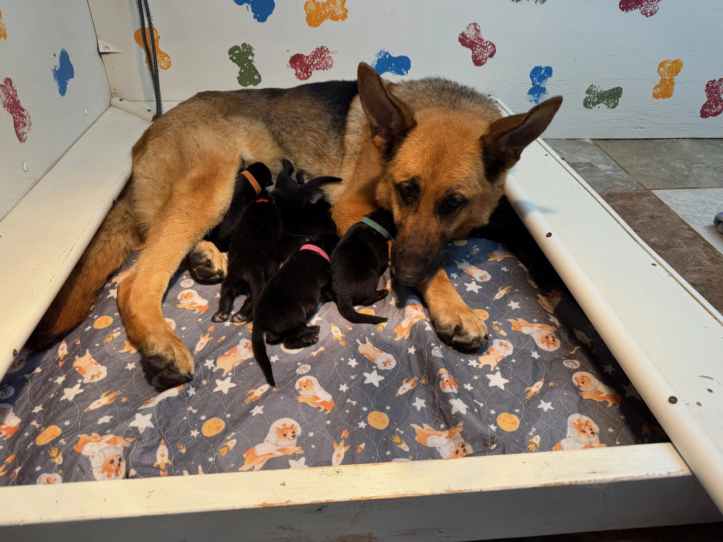 Newborns B .jpeg