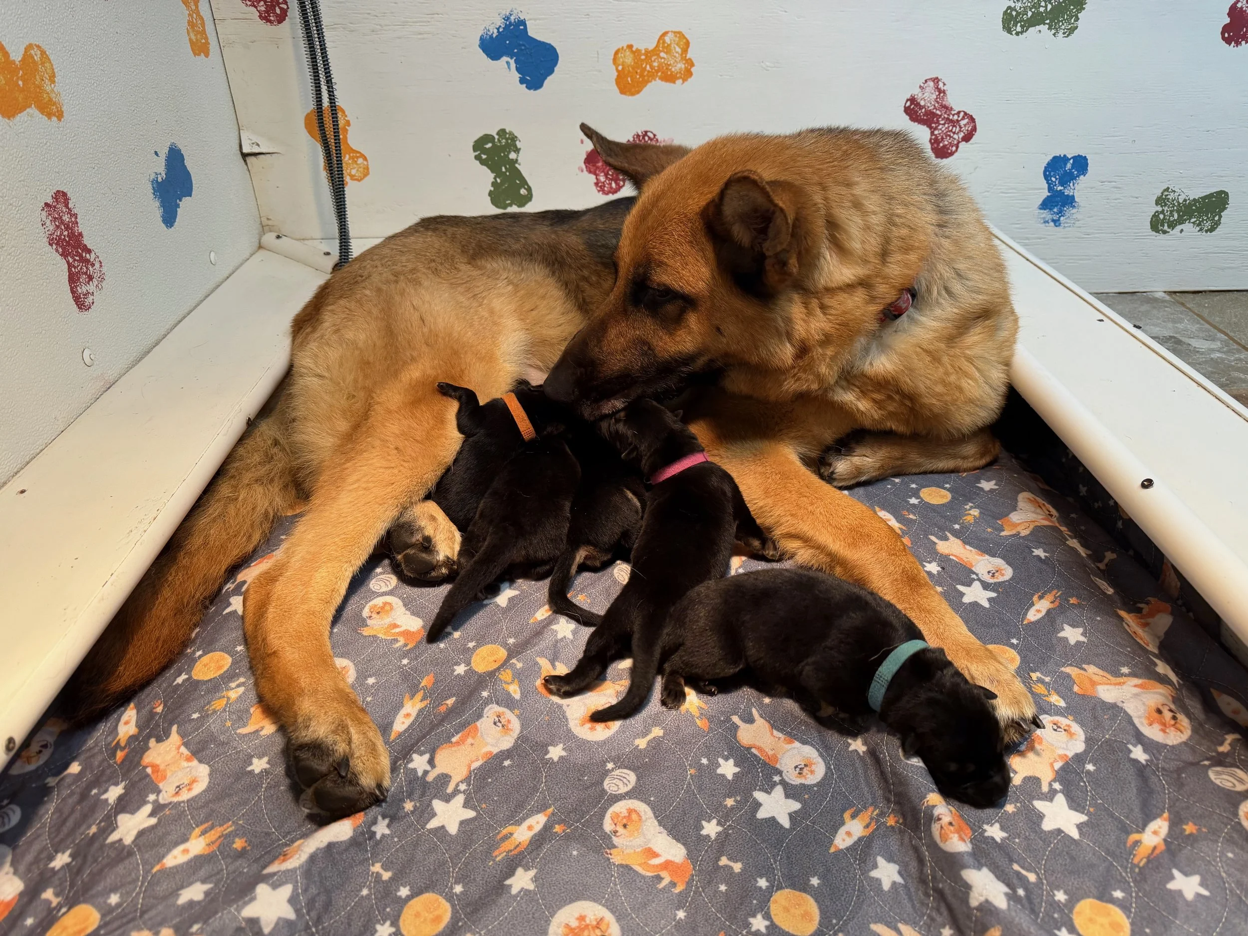 Newborns D .jpeg