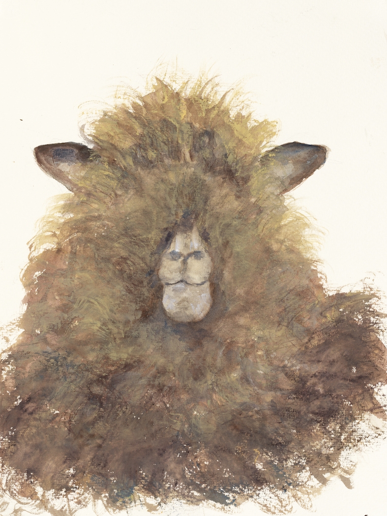 Ryeland Sheep, England, 2018, Watercolor + Gouache on paper, 9 3/8” X 11 ½”