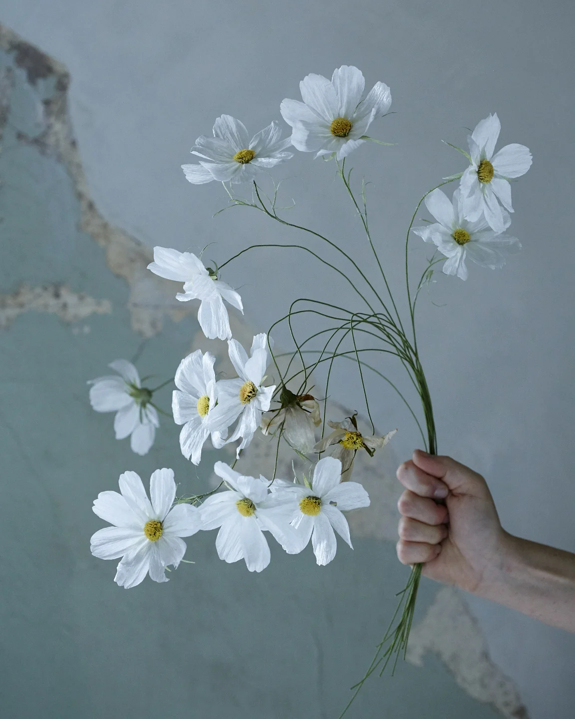 20161025_PaperFlwrs_GardenCosmos_1205 1.jpg