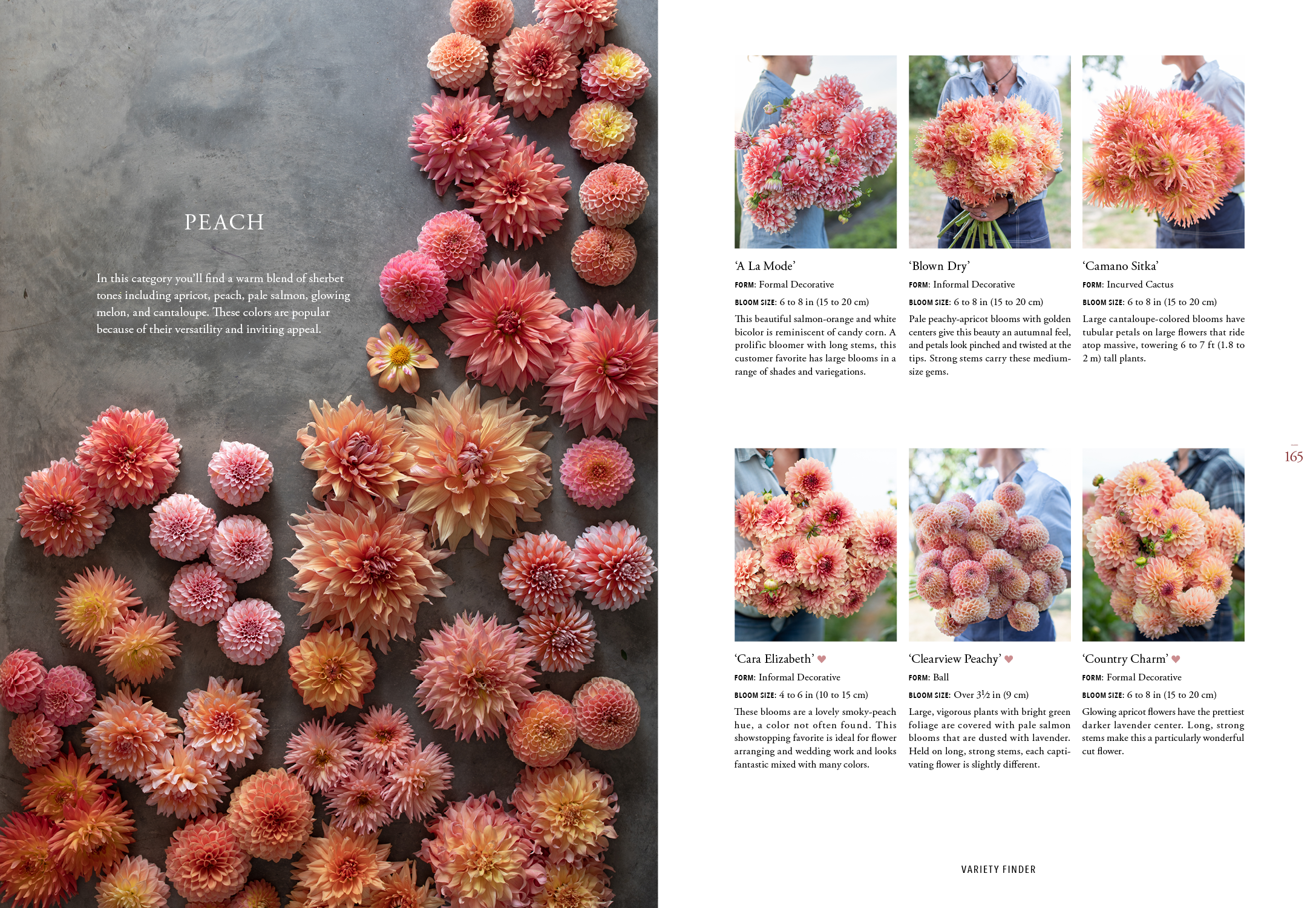 FloretDahlias_Spread5.png
