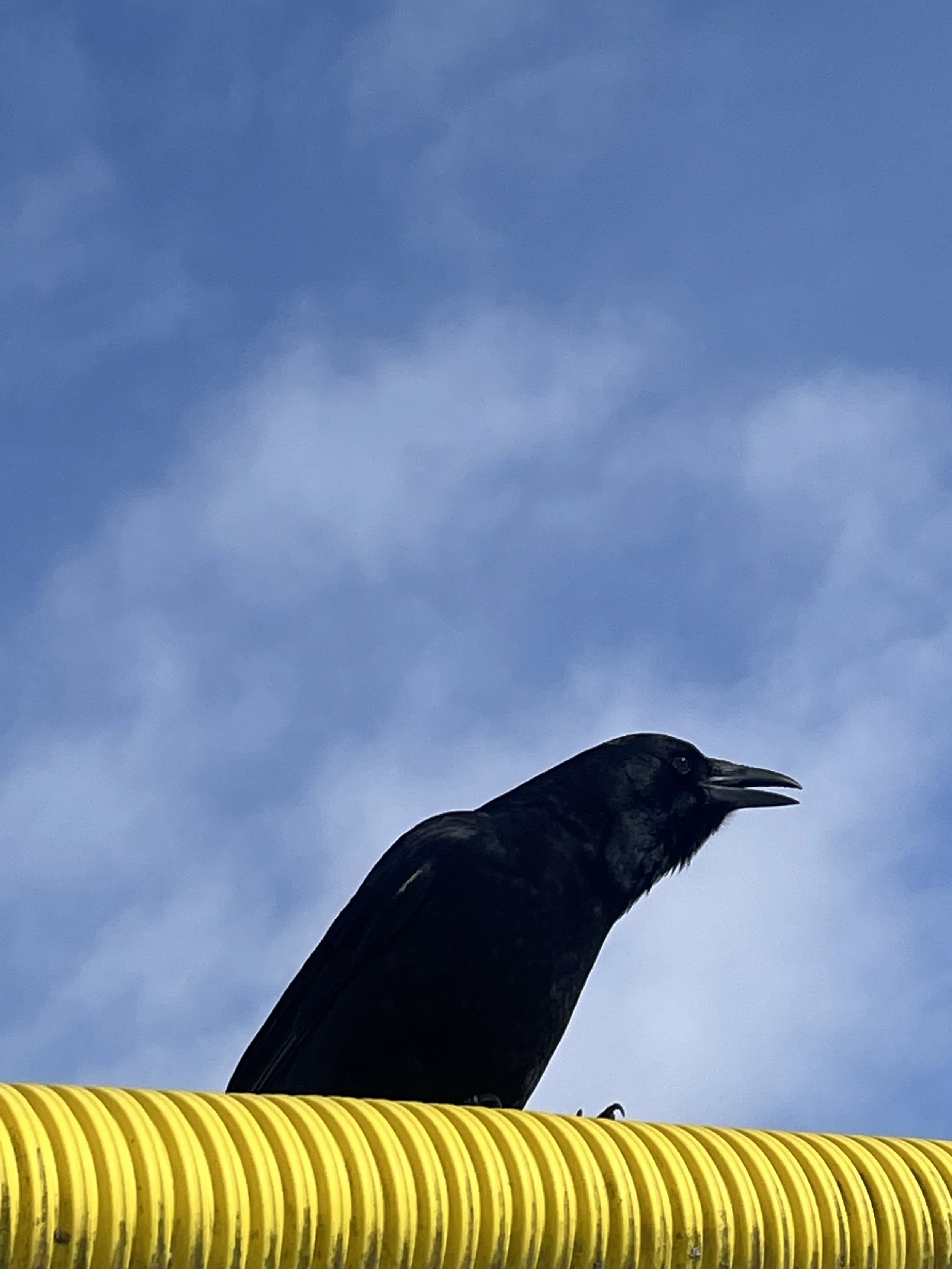Crow call.jpg
