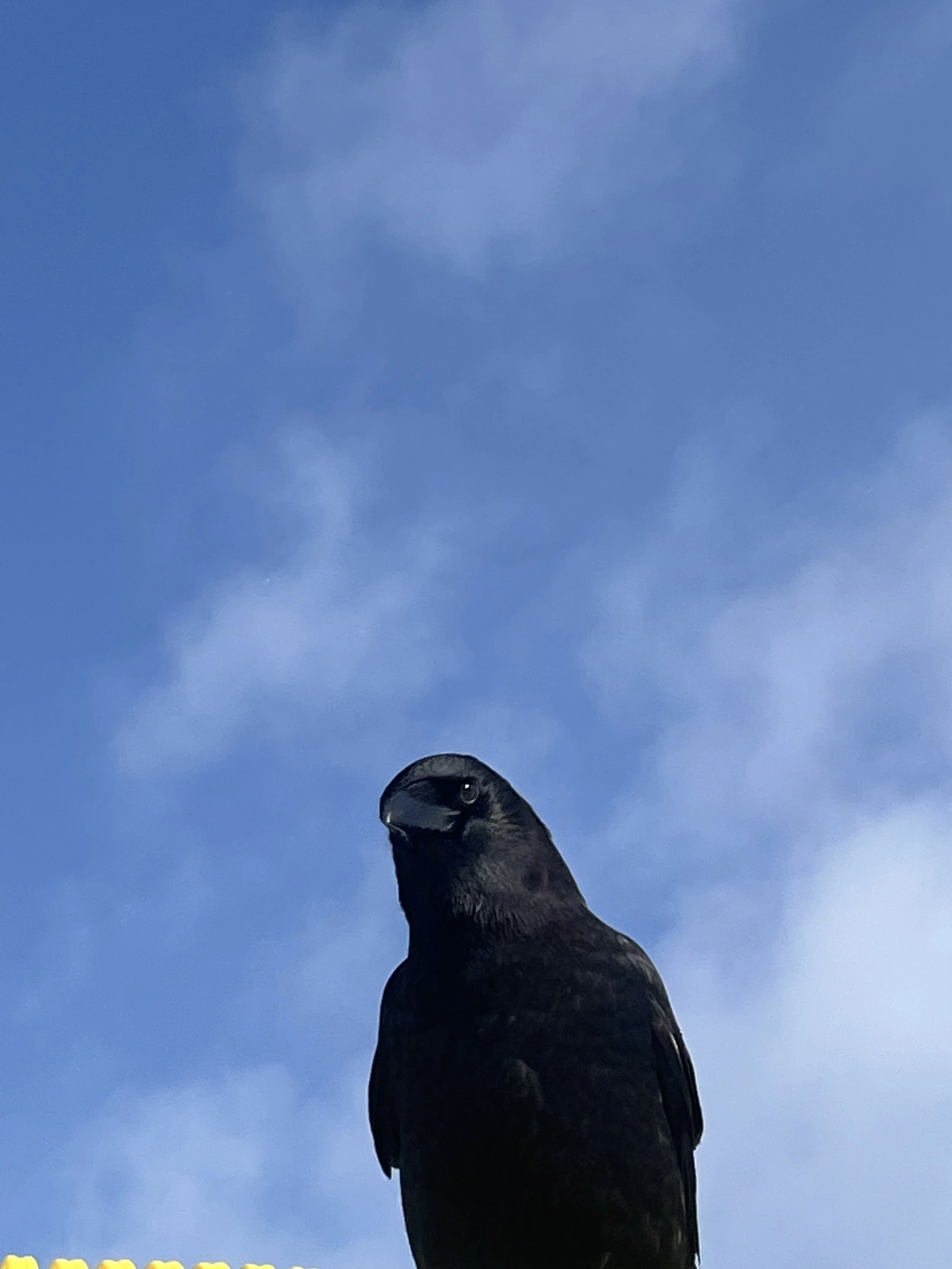 curious crow.jpg