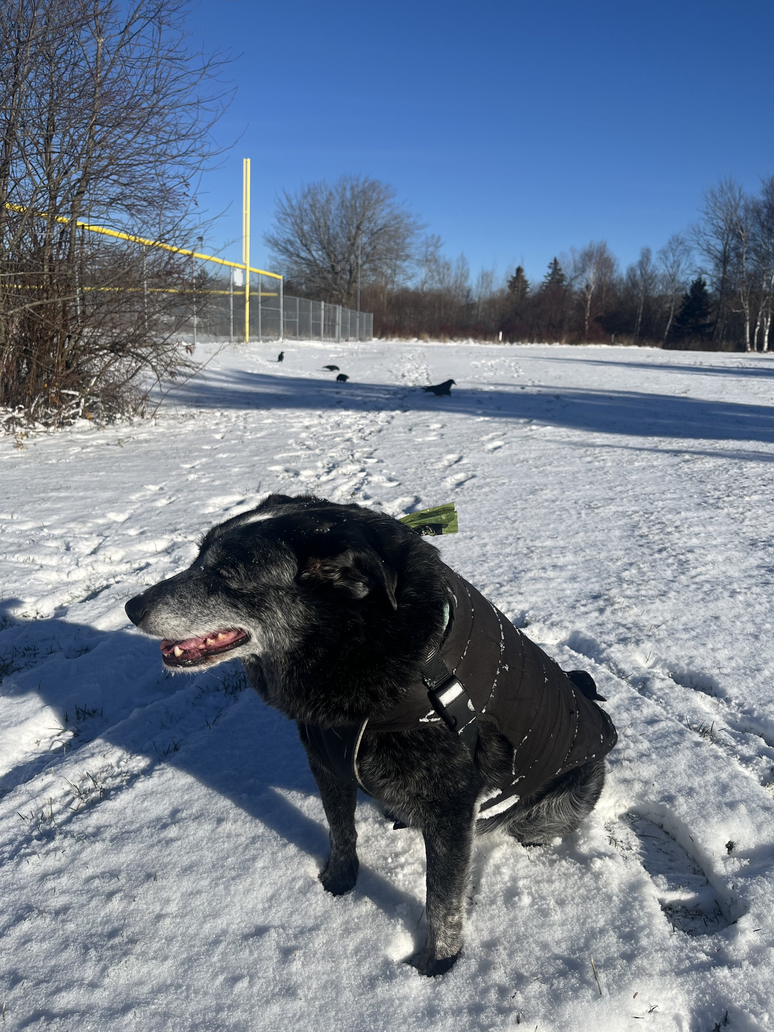 Poppy in the snow.jpg