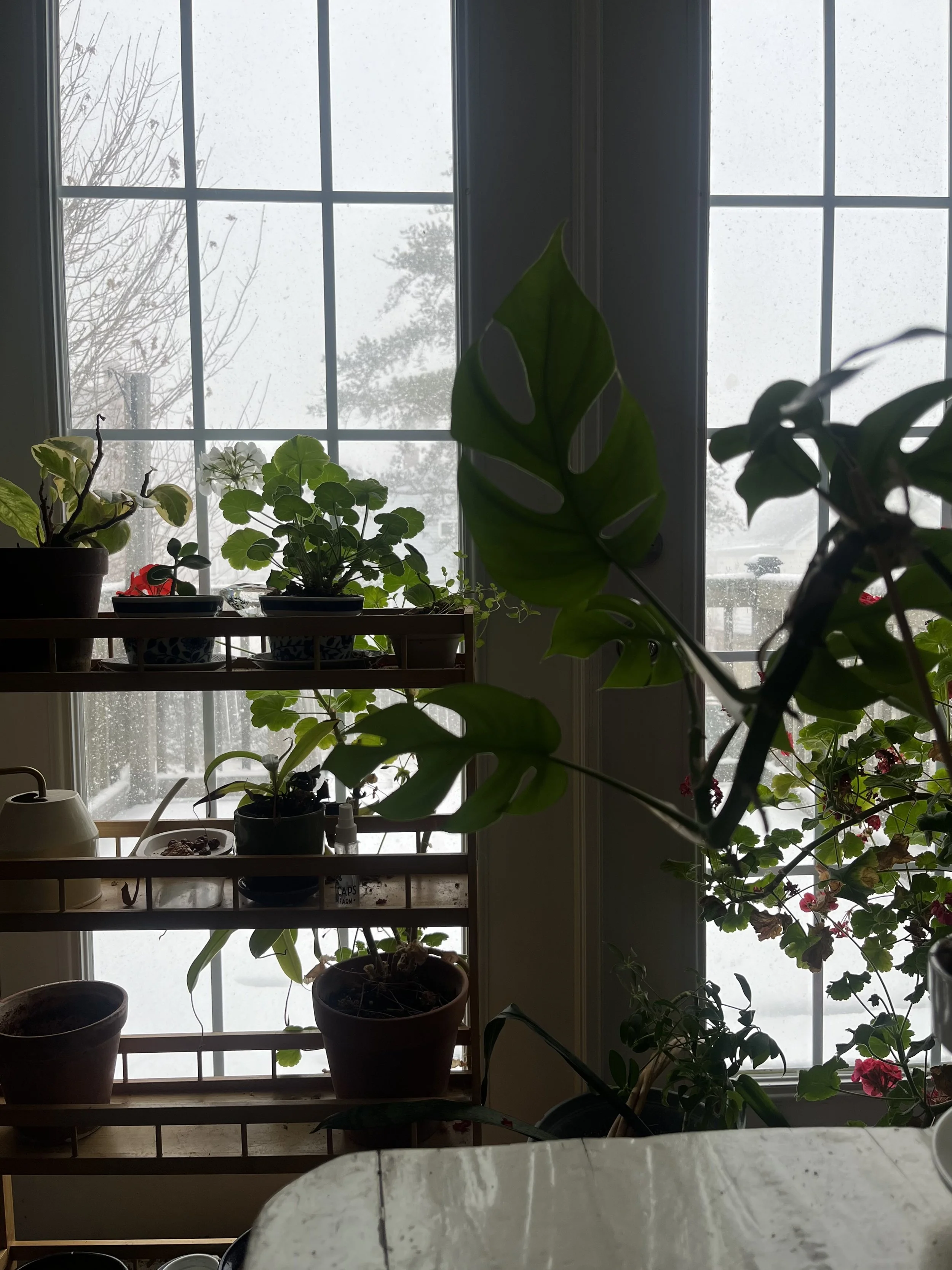 snowy afternoon.jpg