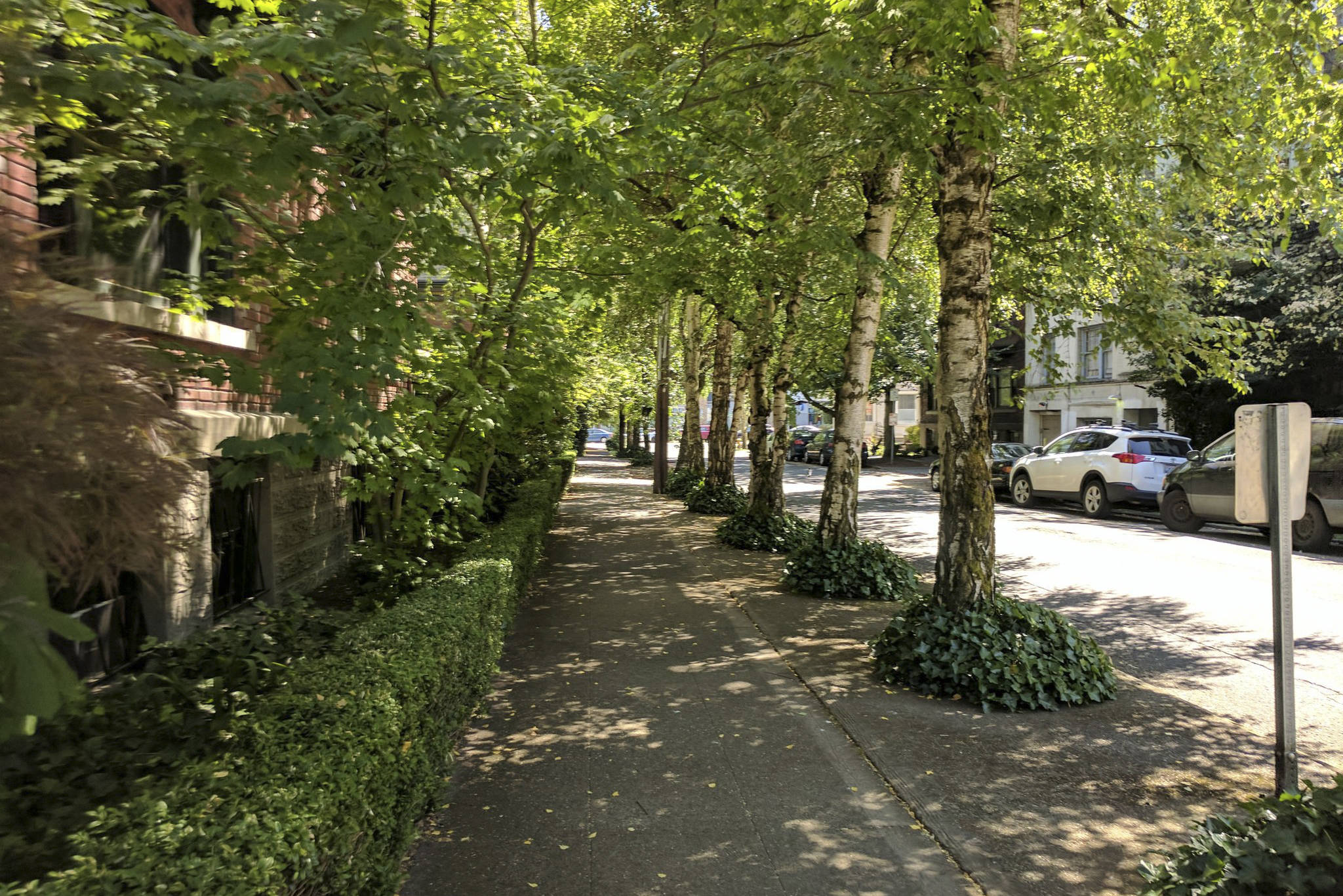 Tree canopy provides shade to pedestrians and improves air quality by filtering out harmful air pollutants. 