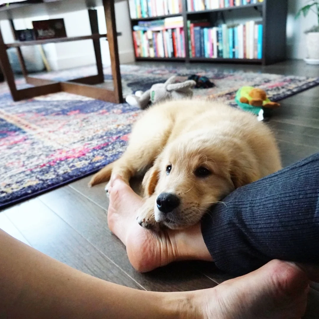 the day baby Irv met bookstagram!