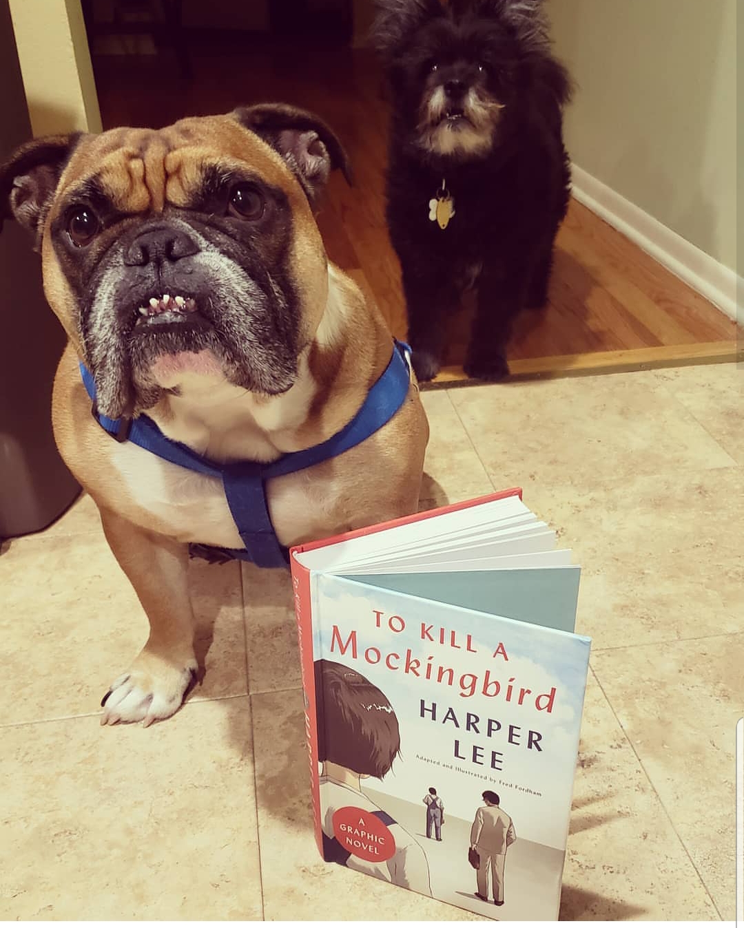 FUn fact: Kate’s dog is named Boo Radley!