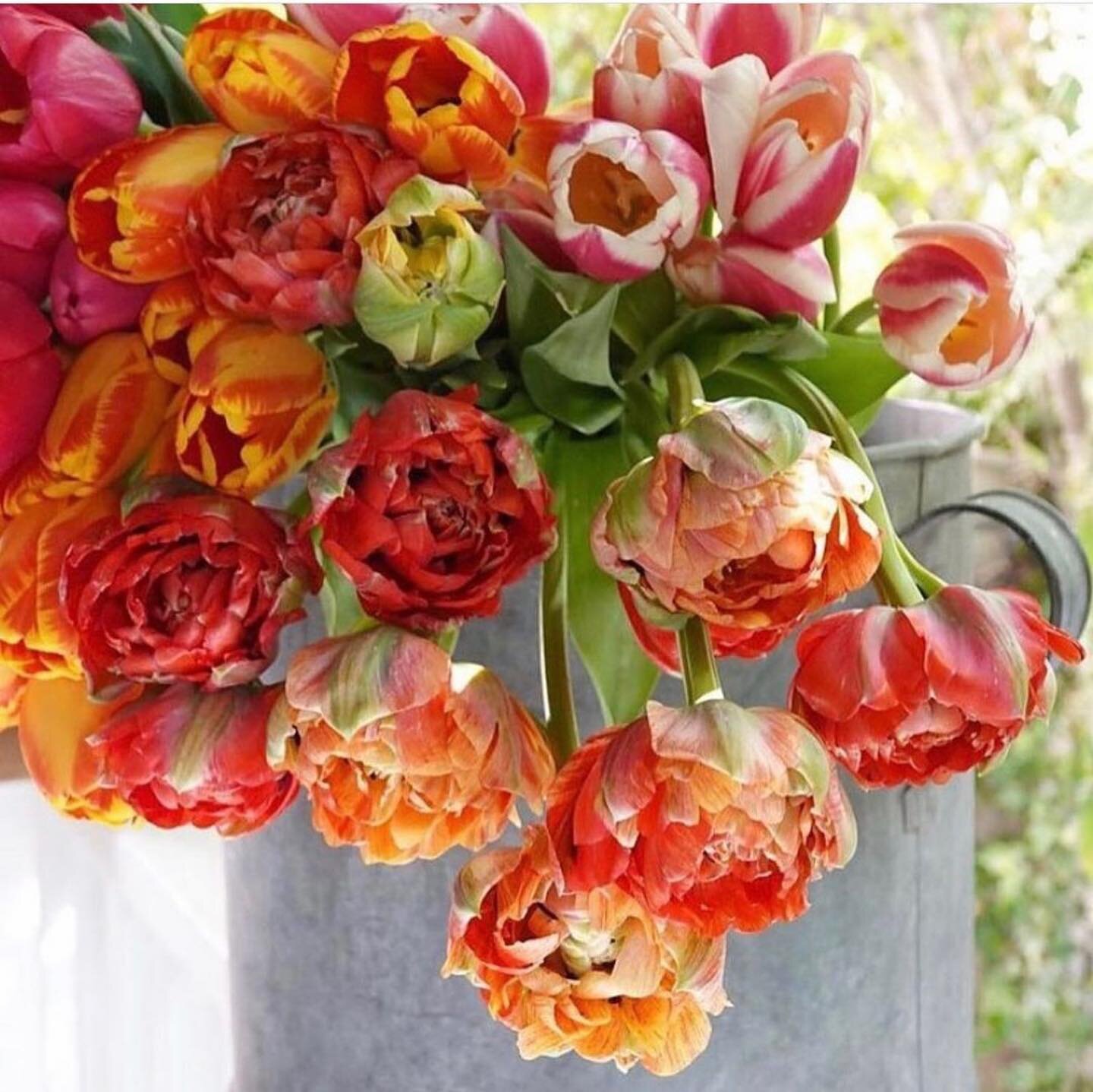 Flowers for Friday! Tulips happen to be my favorite. I can&rsquo;t wait for spring when those little green stalks start peeking above the ground. Have a fantastic weekend🌷🌷🌷@potagerblog 
.
.
.
#julieassenberginteriordesign  #flowersforfriday  #tul