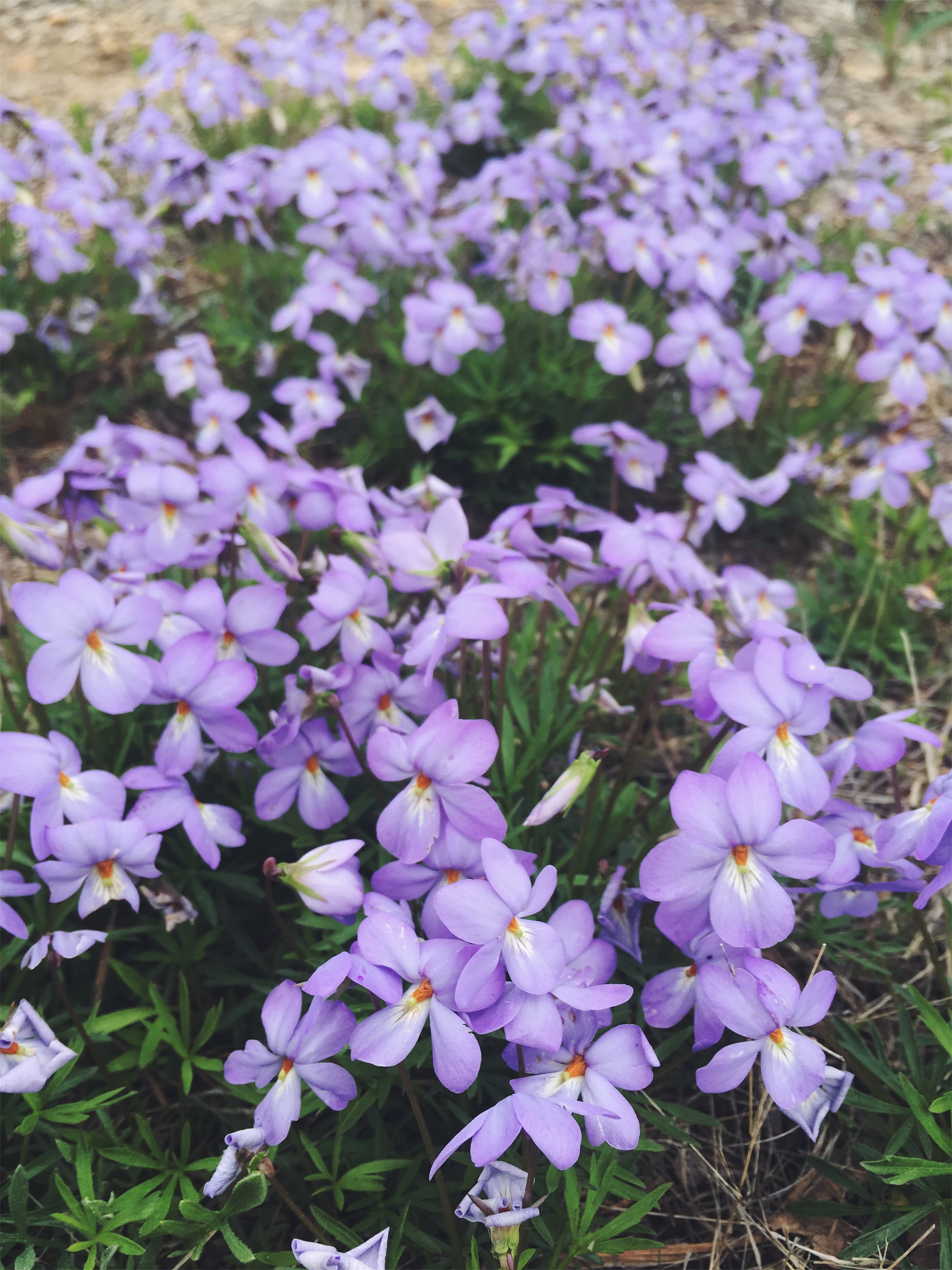 violets • Makepeace Sanctuary, Mashpee, MA • 5.19.18