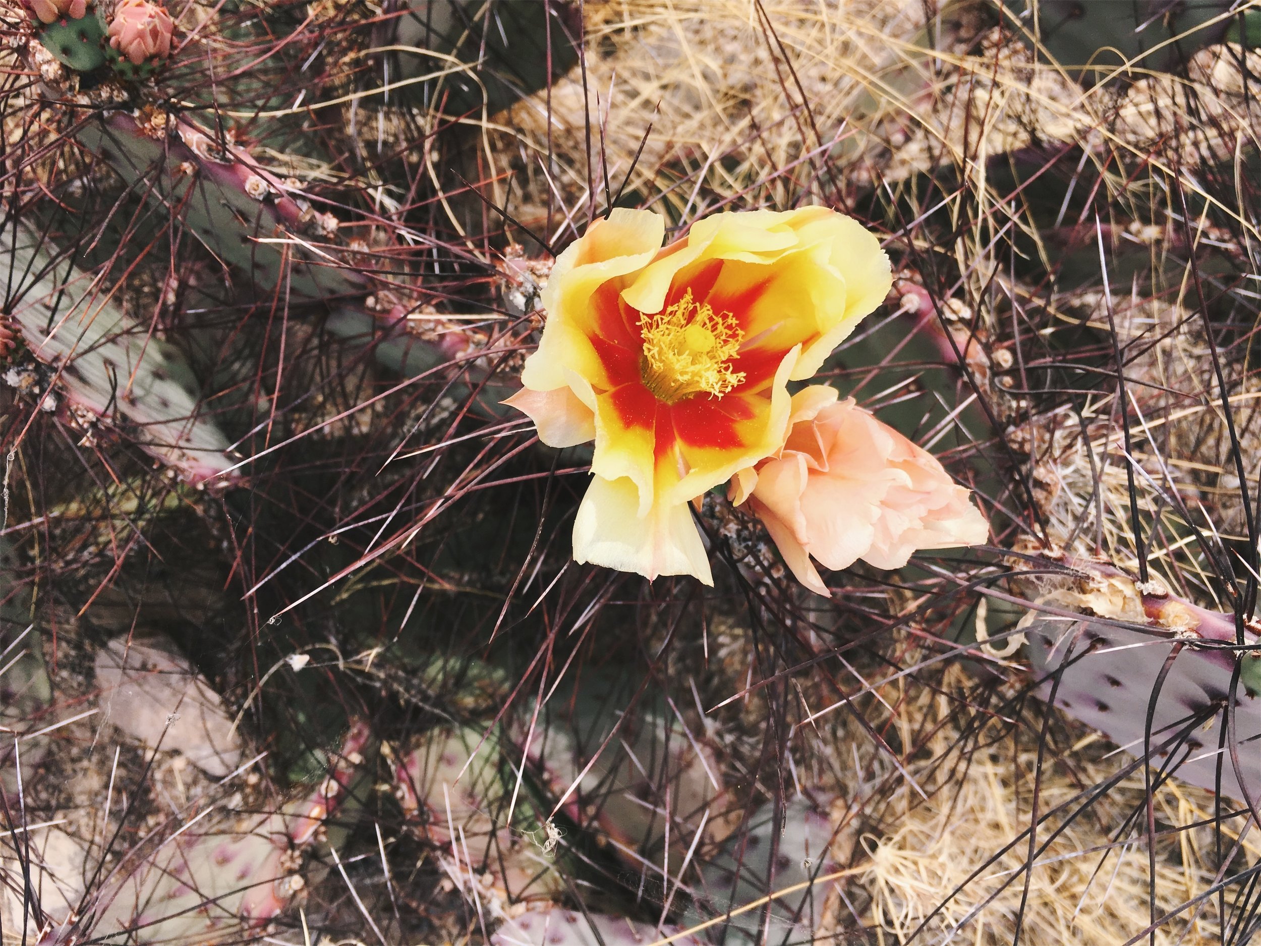 Big Bend Ranch State Park, TX • 3.15.18