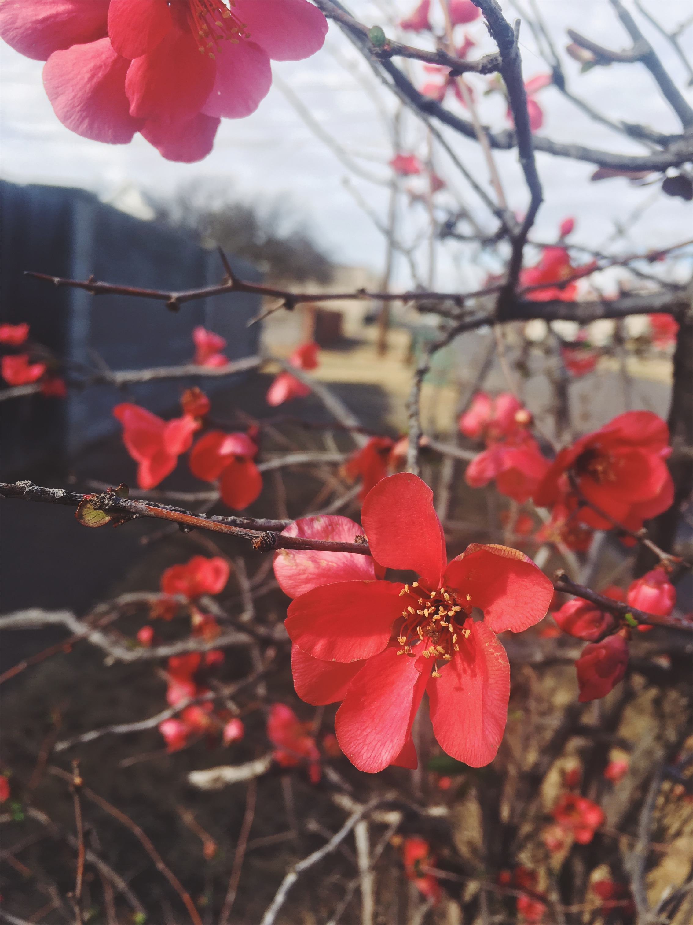 Alpine, TX • 3.3.18