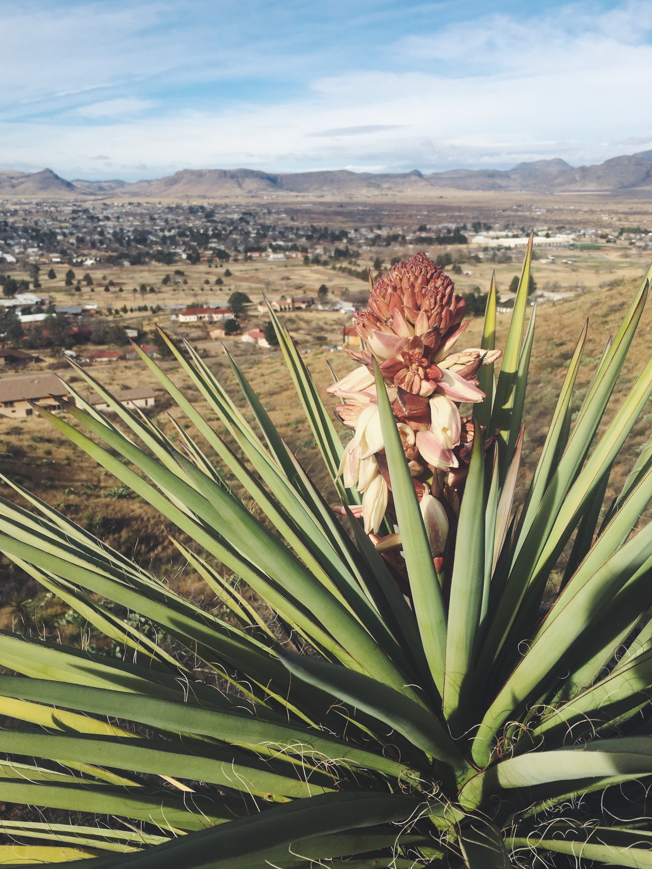 yucca • Hancock Hill, Alpine, TX • 2.28.18