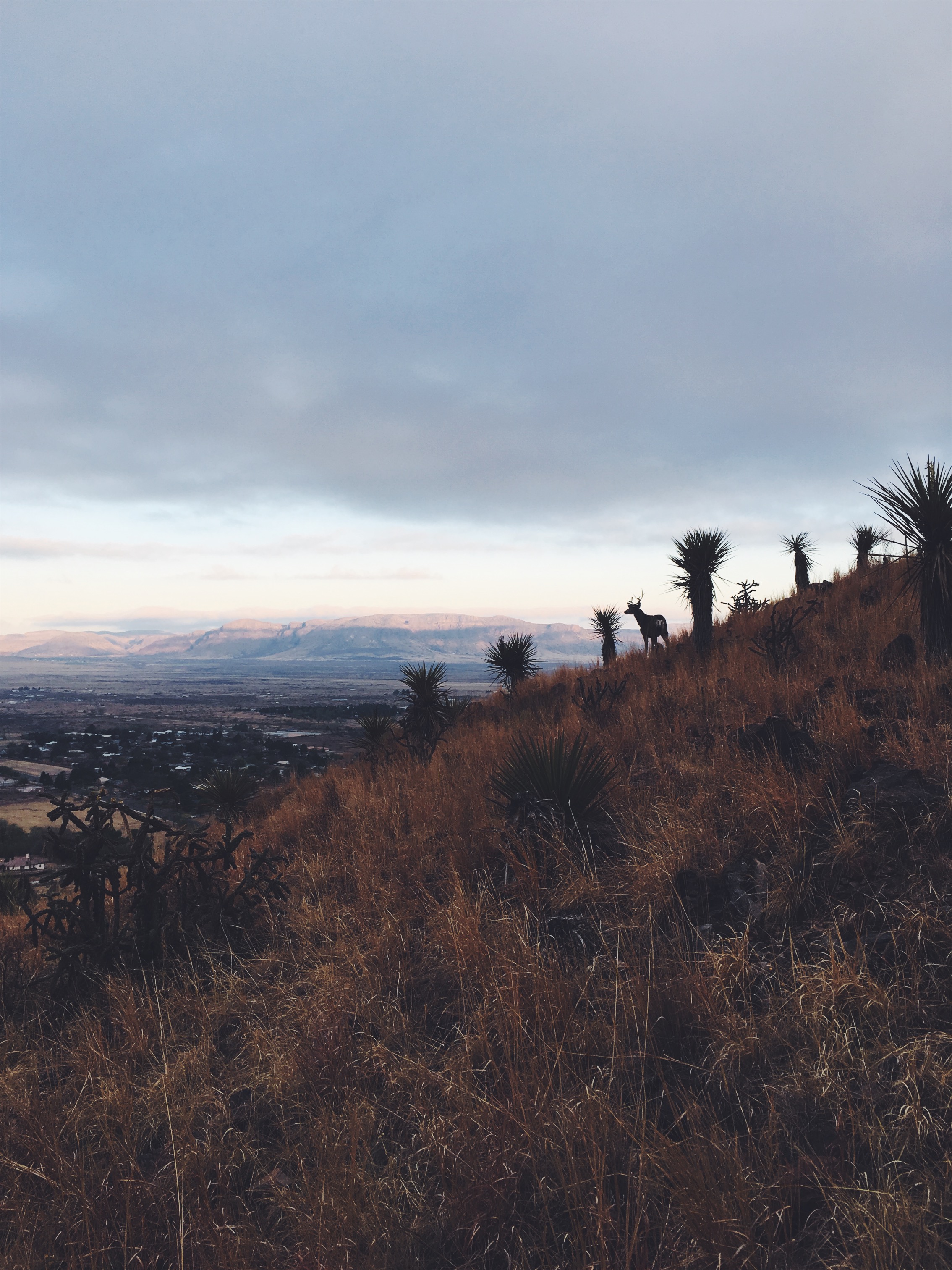 a buck at sunrise • Hancock Hill, Alpine, TX • 3.28.18