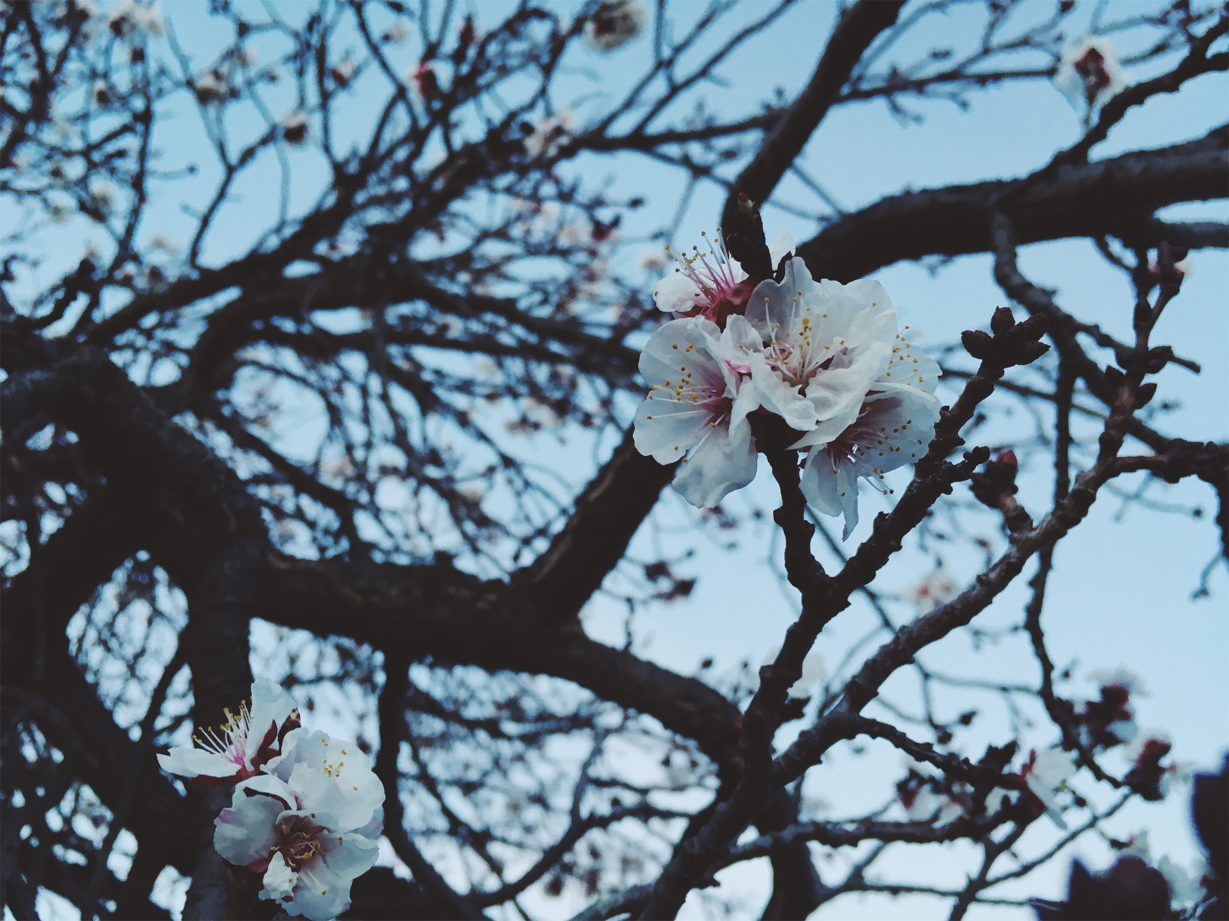nectarine blossoms • Alpine, TX • 3.18.18