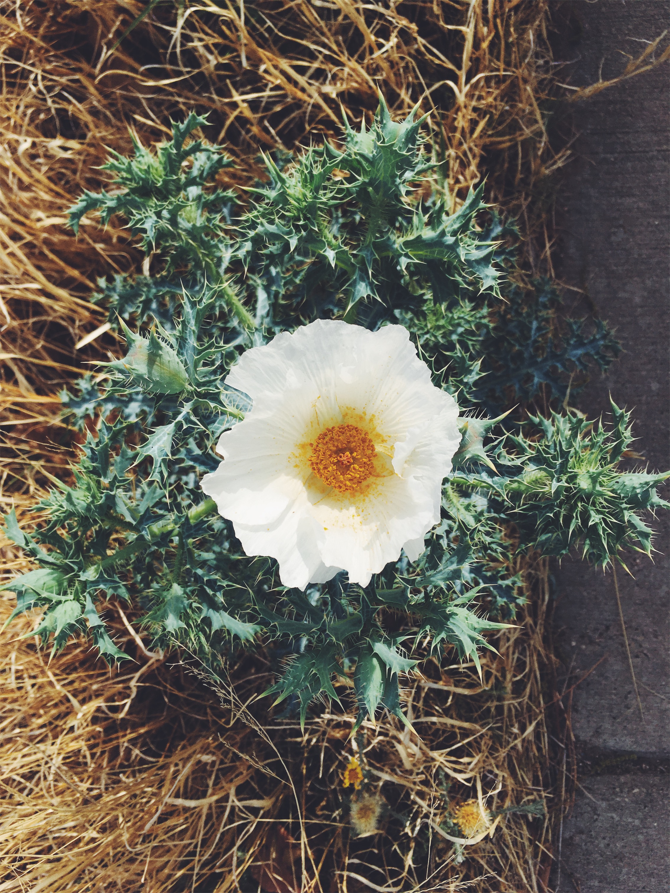 Alpine, TX • 4.24.18