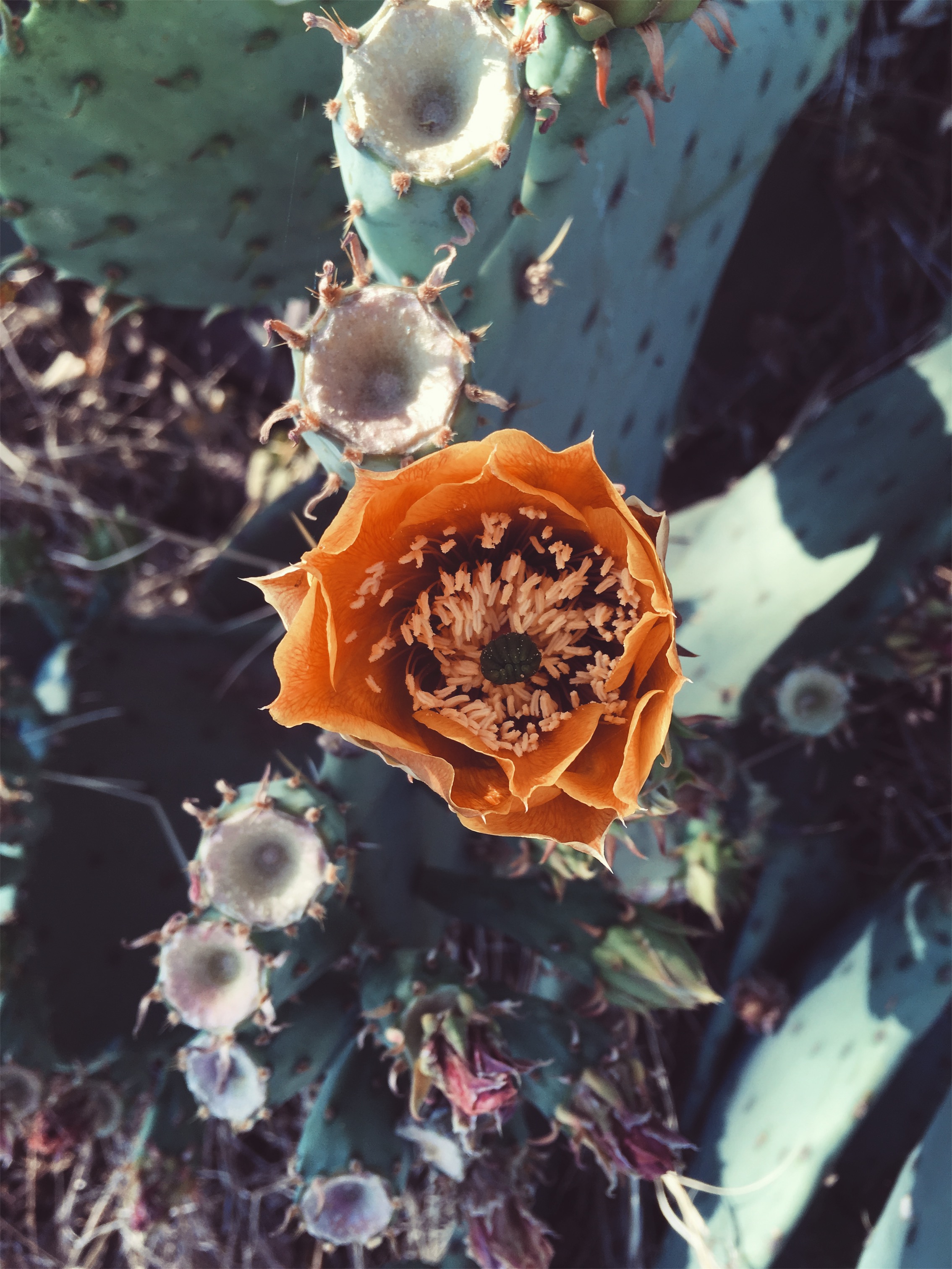 prickly pear • Alpine, TX • 5.10.18