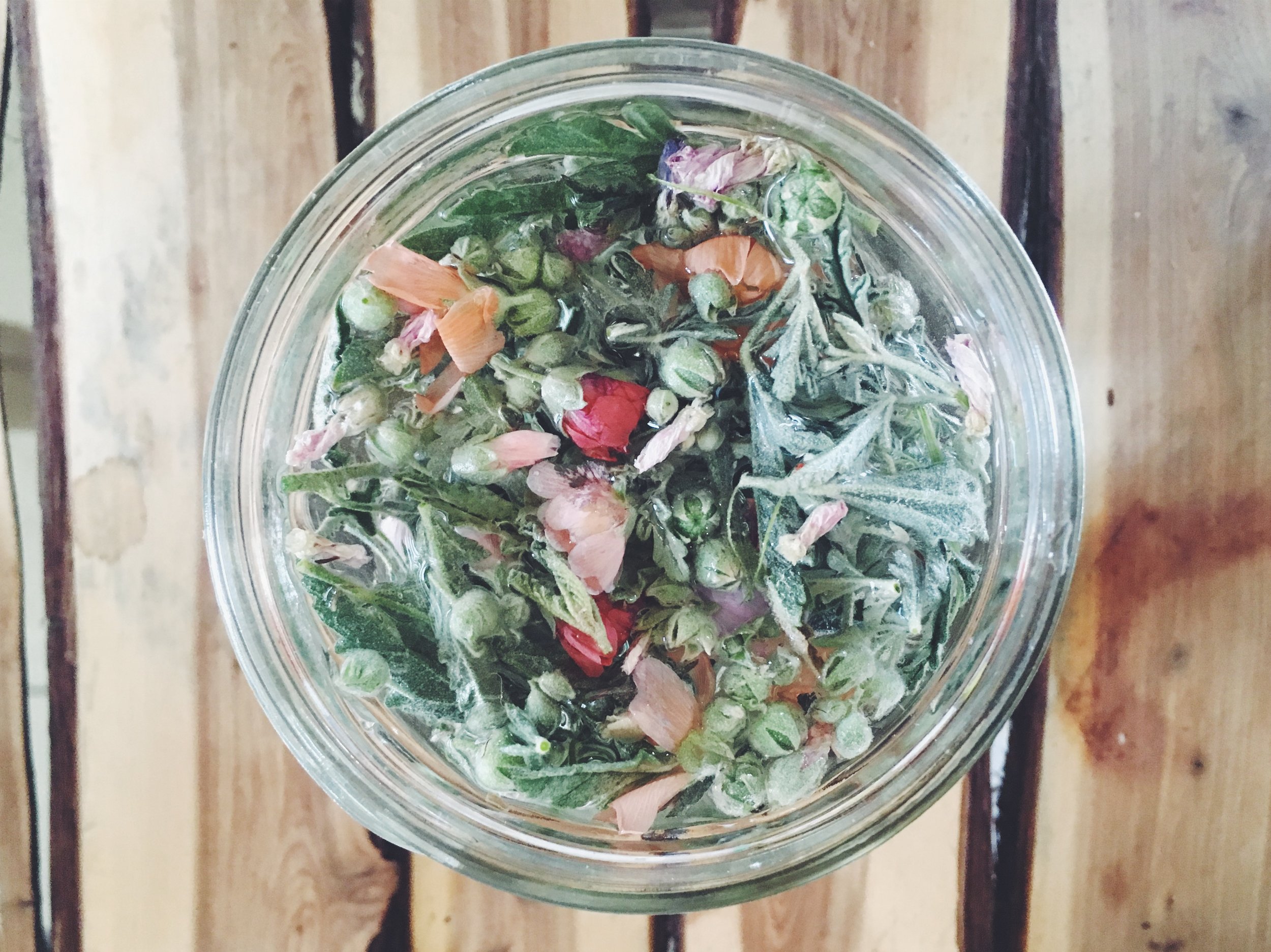 globe mallow infusion • Alpine, TX • 5.11.18