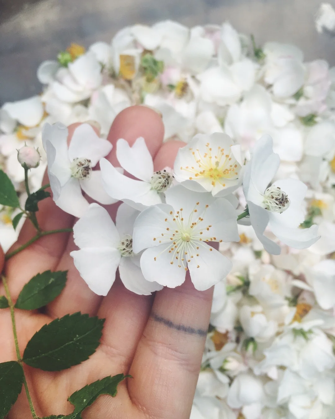   Rosa multiflora   •  June 15, 2018 