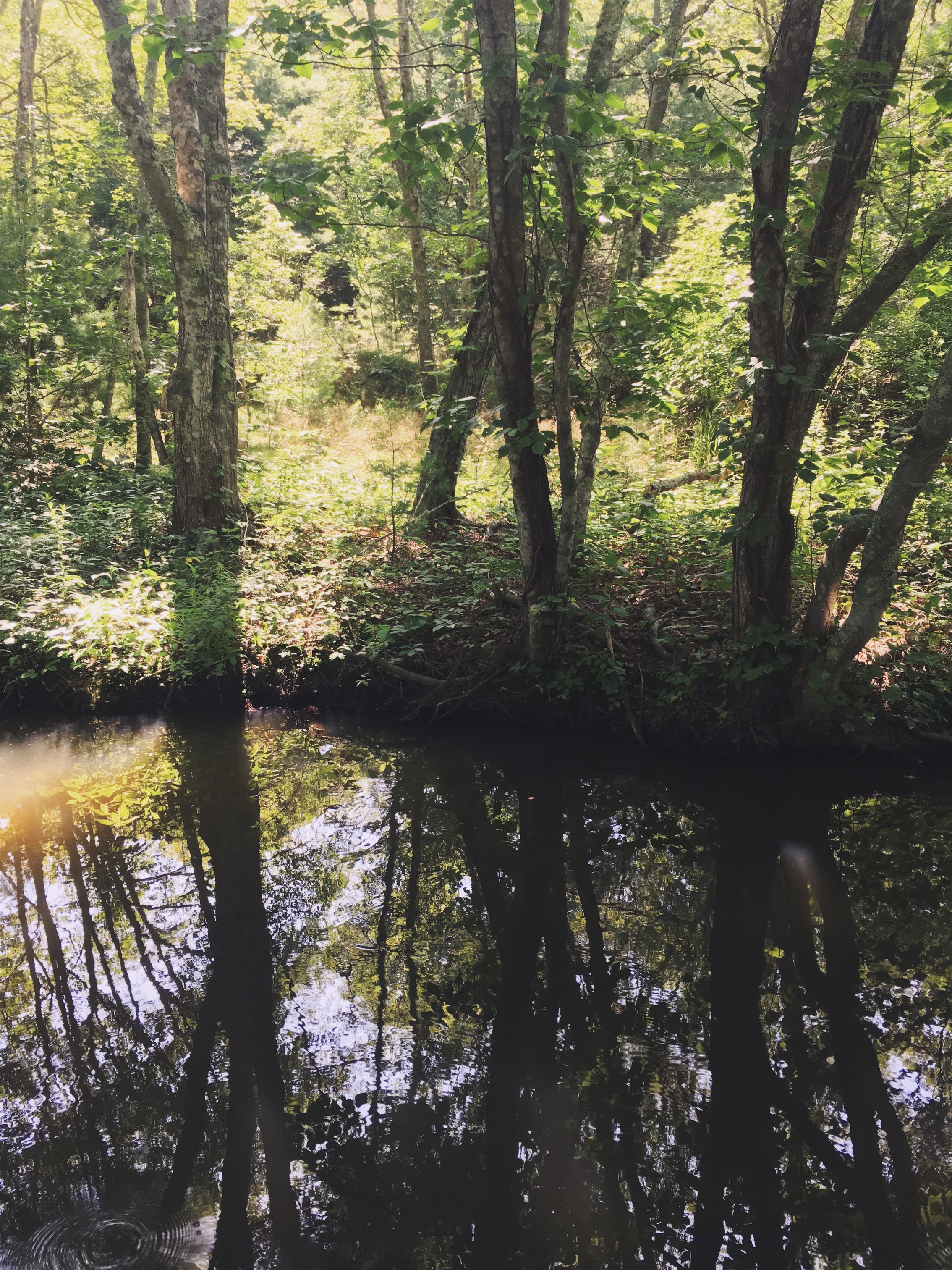 Santuit Pond, Mashpee, MA • Jul 9, 2018