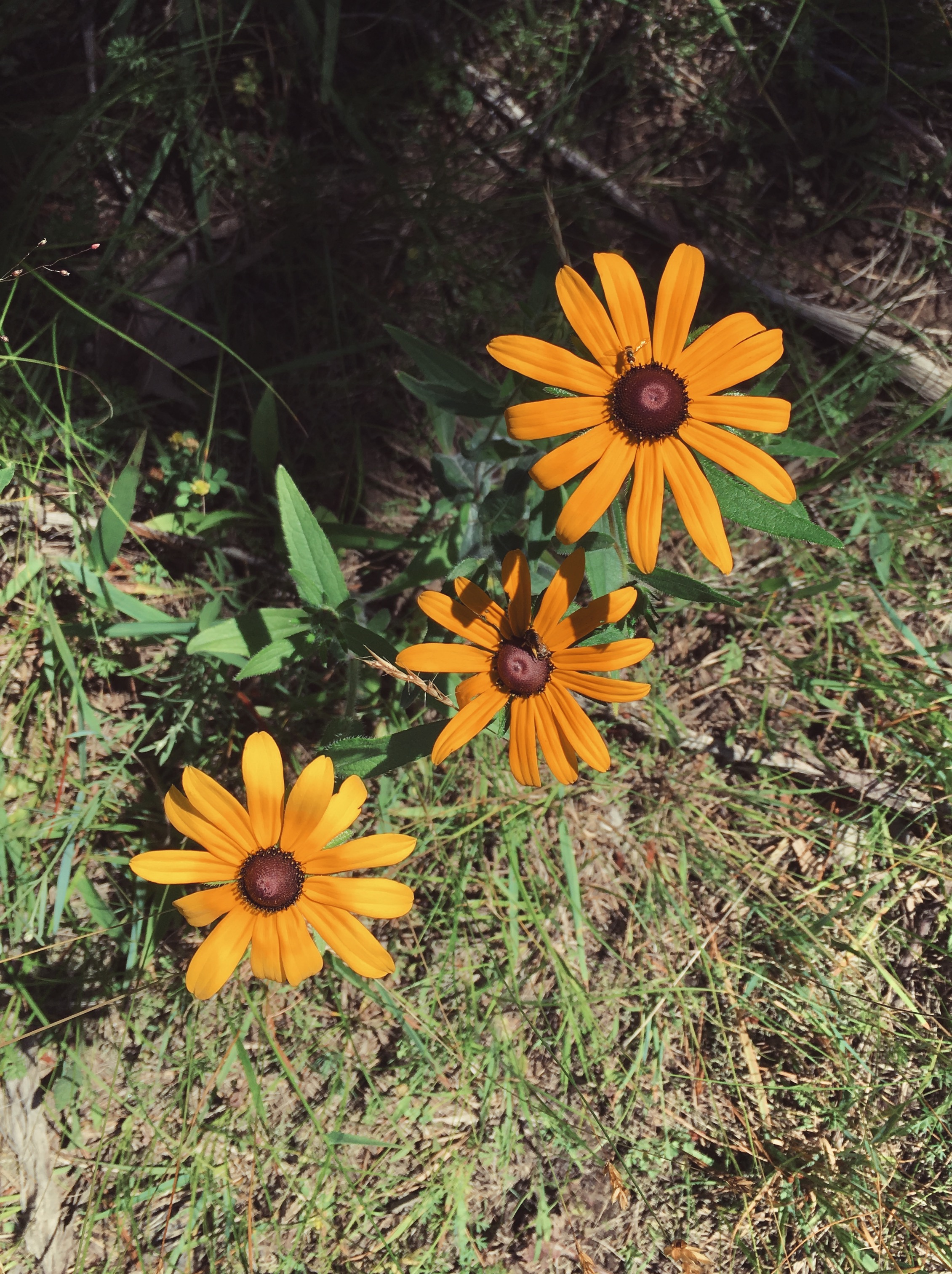 Mashpee National Wildlife Refuge, Mashpee, MA • July 7, 2018