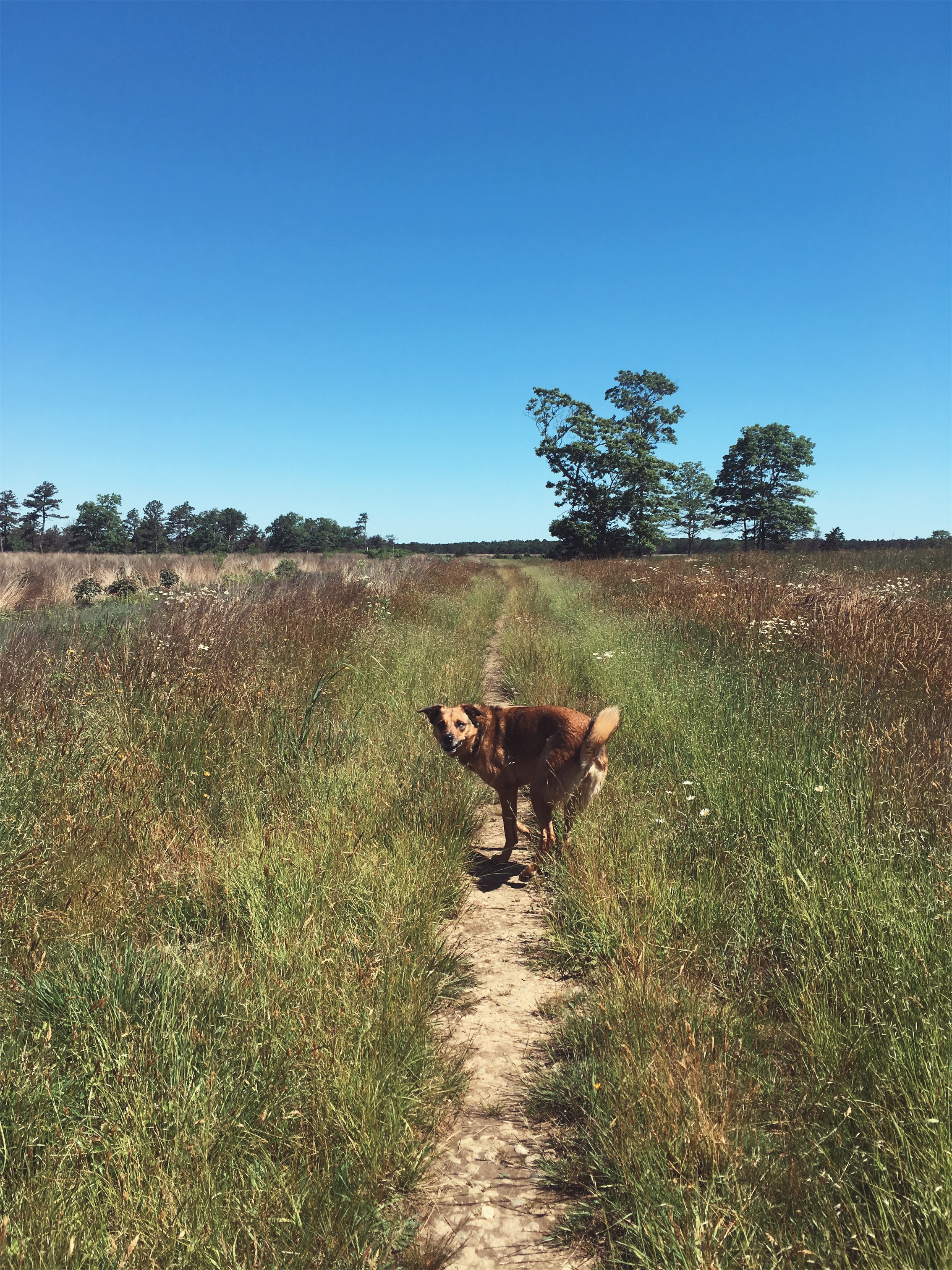 Crane Wildlife Management Area, Falmouth, MA • June 26, 2018