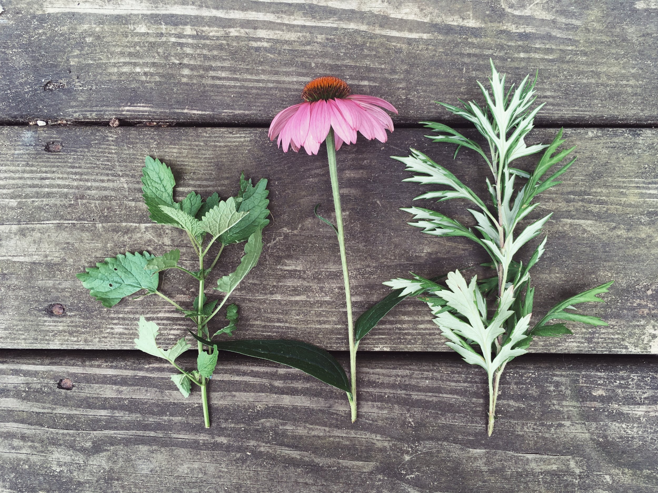 lemon balm ( Melissa officianalis ), echinacea ( Echincacea purpurea ), mugwort ( Artemesia vulgaris ) • July 22, 2018