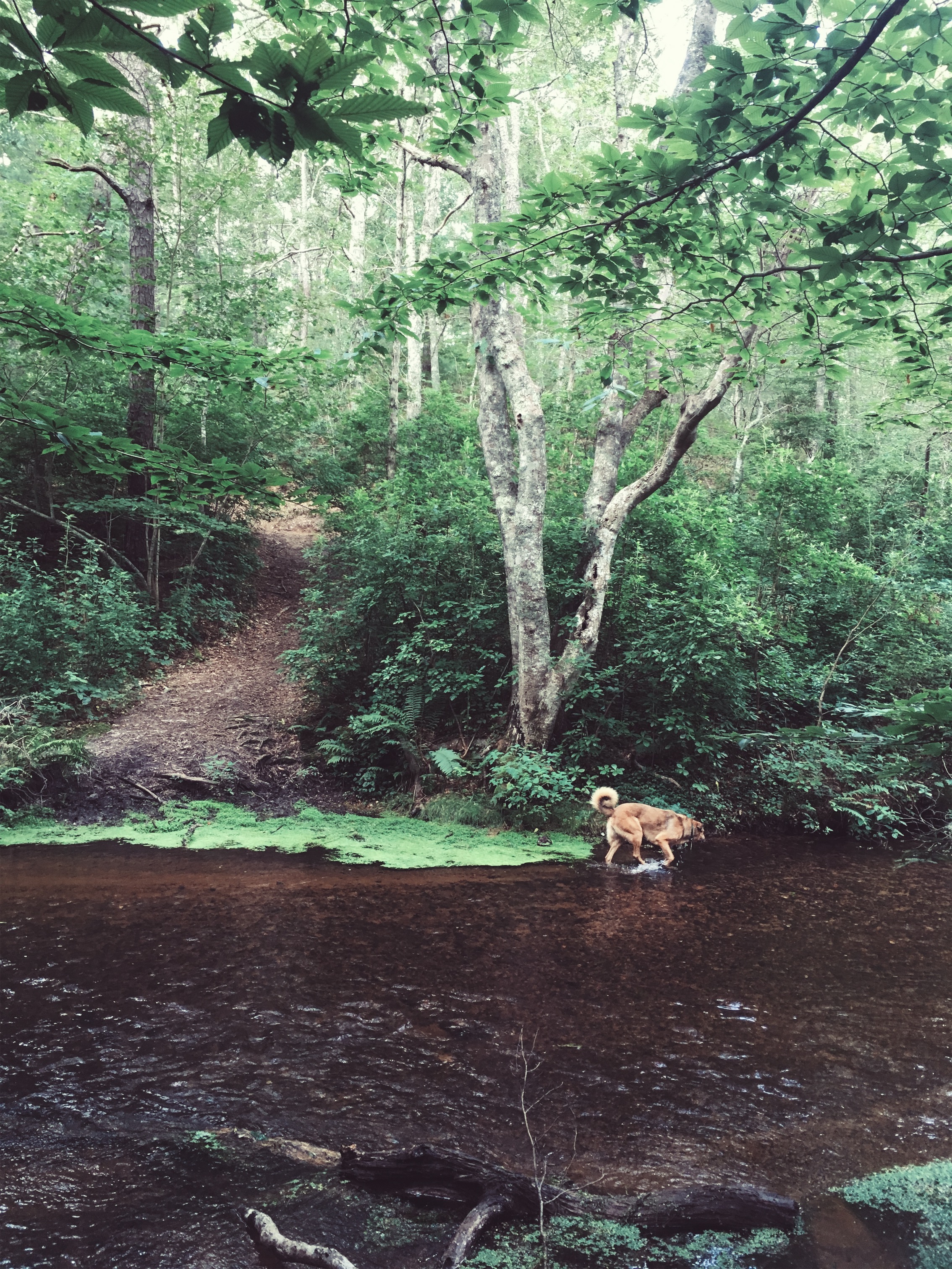 Mashpee River Woodlands, Mashpee, MA • August 4, 2018