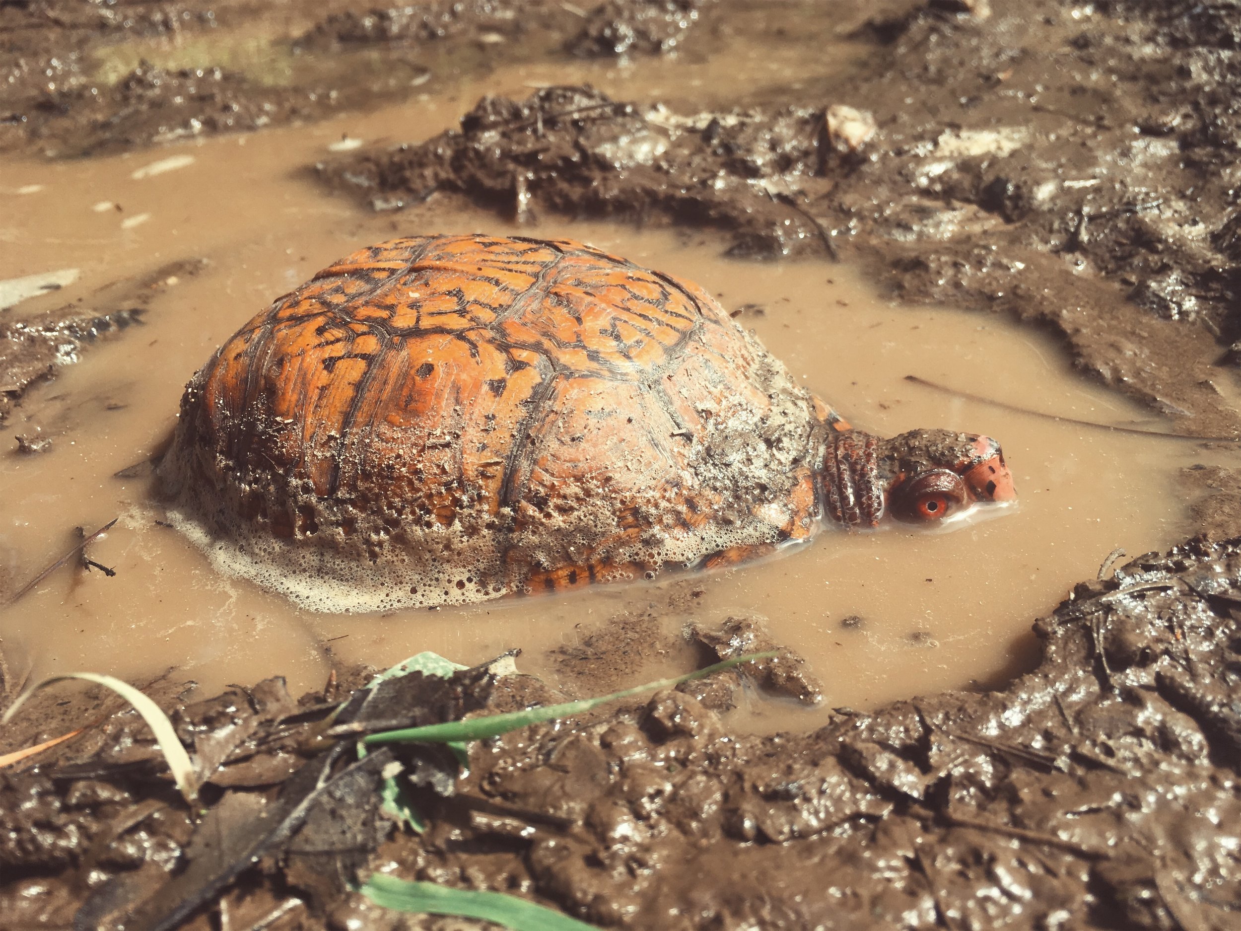 box turtle • Makepeace Wildlife Sanctuary, Mashpee, MA • August 15, 2018