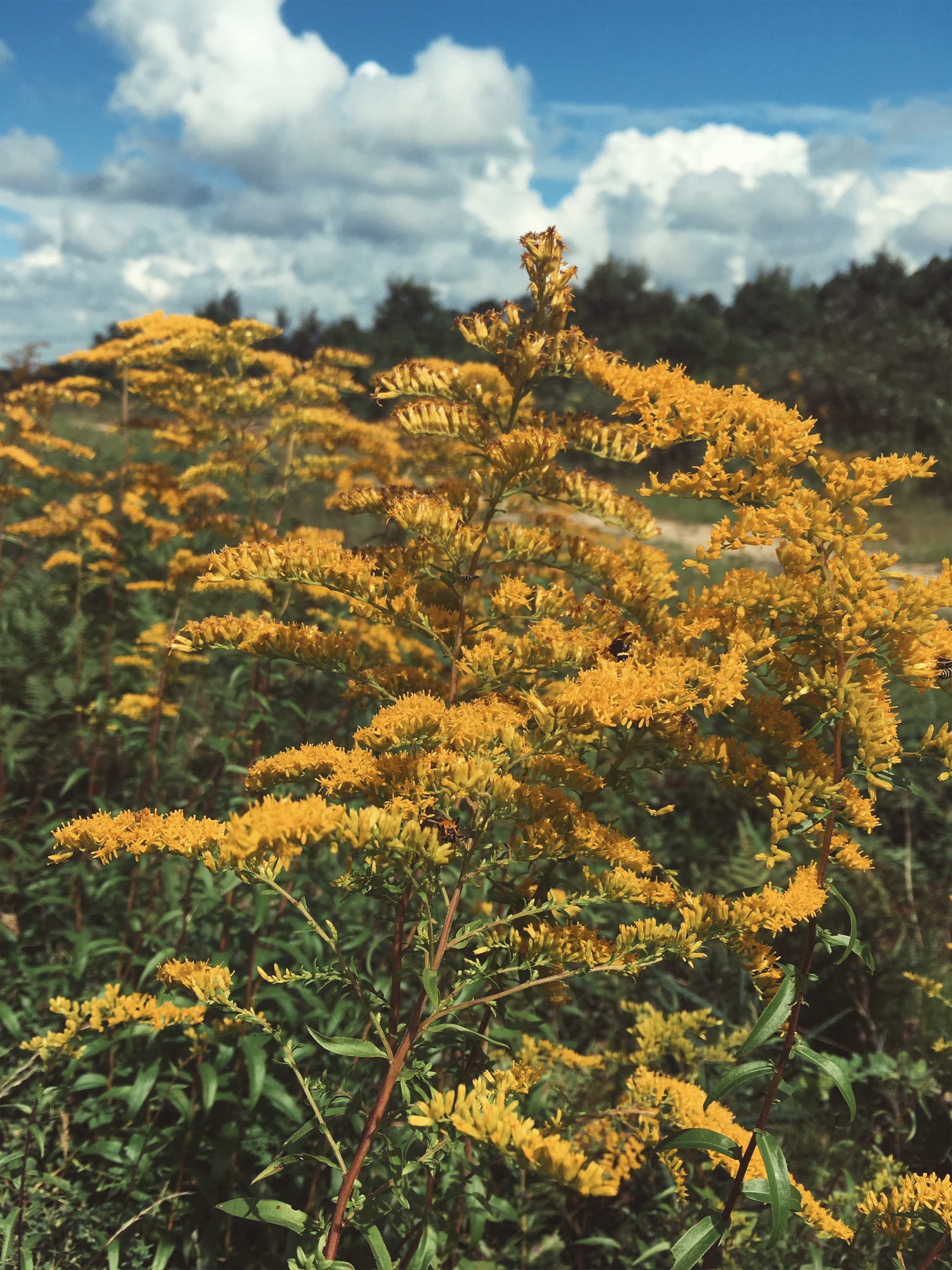 goldenrode ( Solidago odora ) • Makepeace Wildlife Sanctuary, Mashpee, MA • August 15, 2018