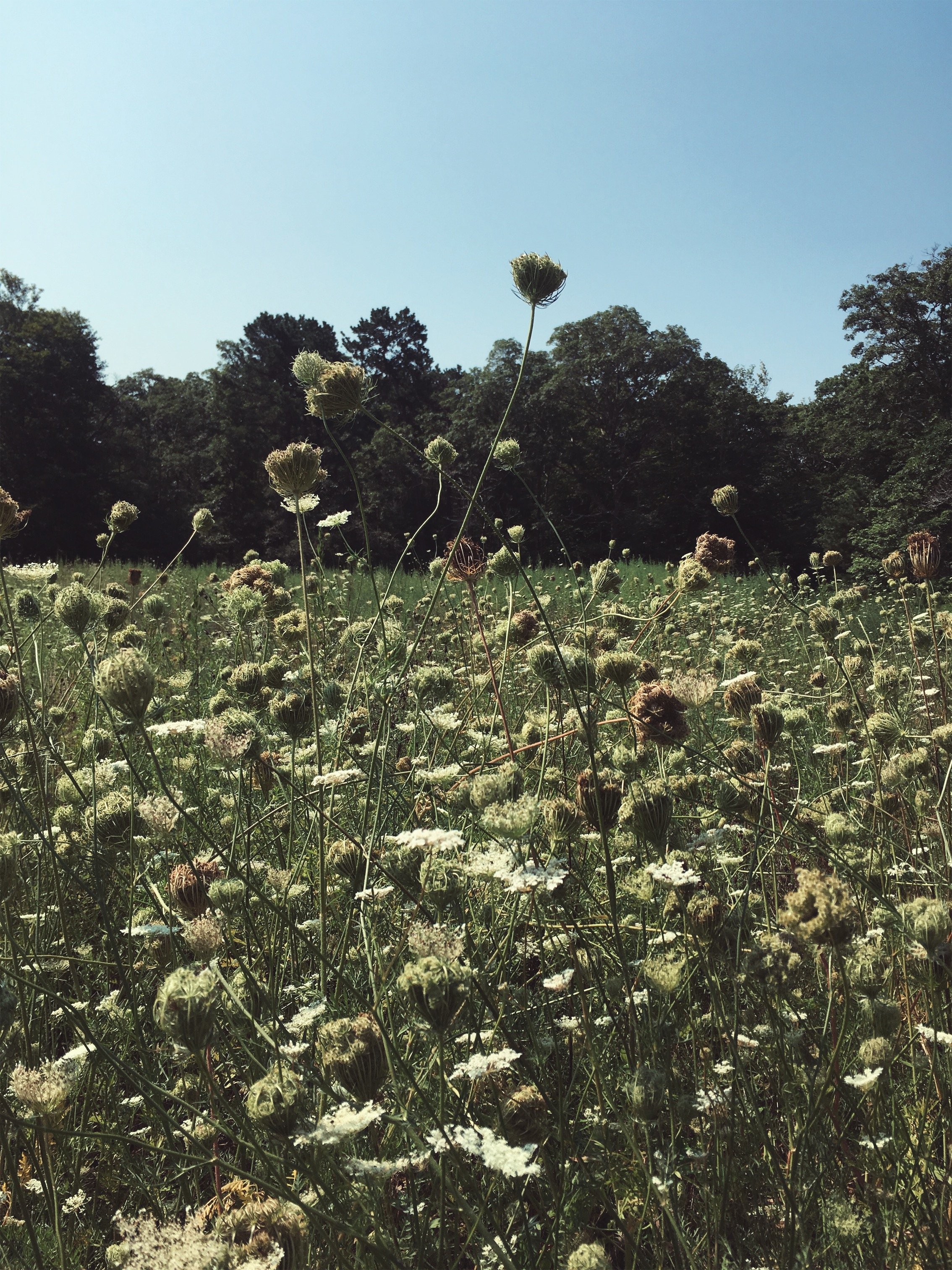 queen anne’s lace ( Daucus carota ) • Pimlico Pond Conservation Area, Mashpee, MA • August 17, 2018