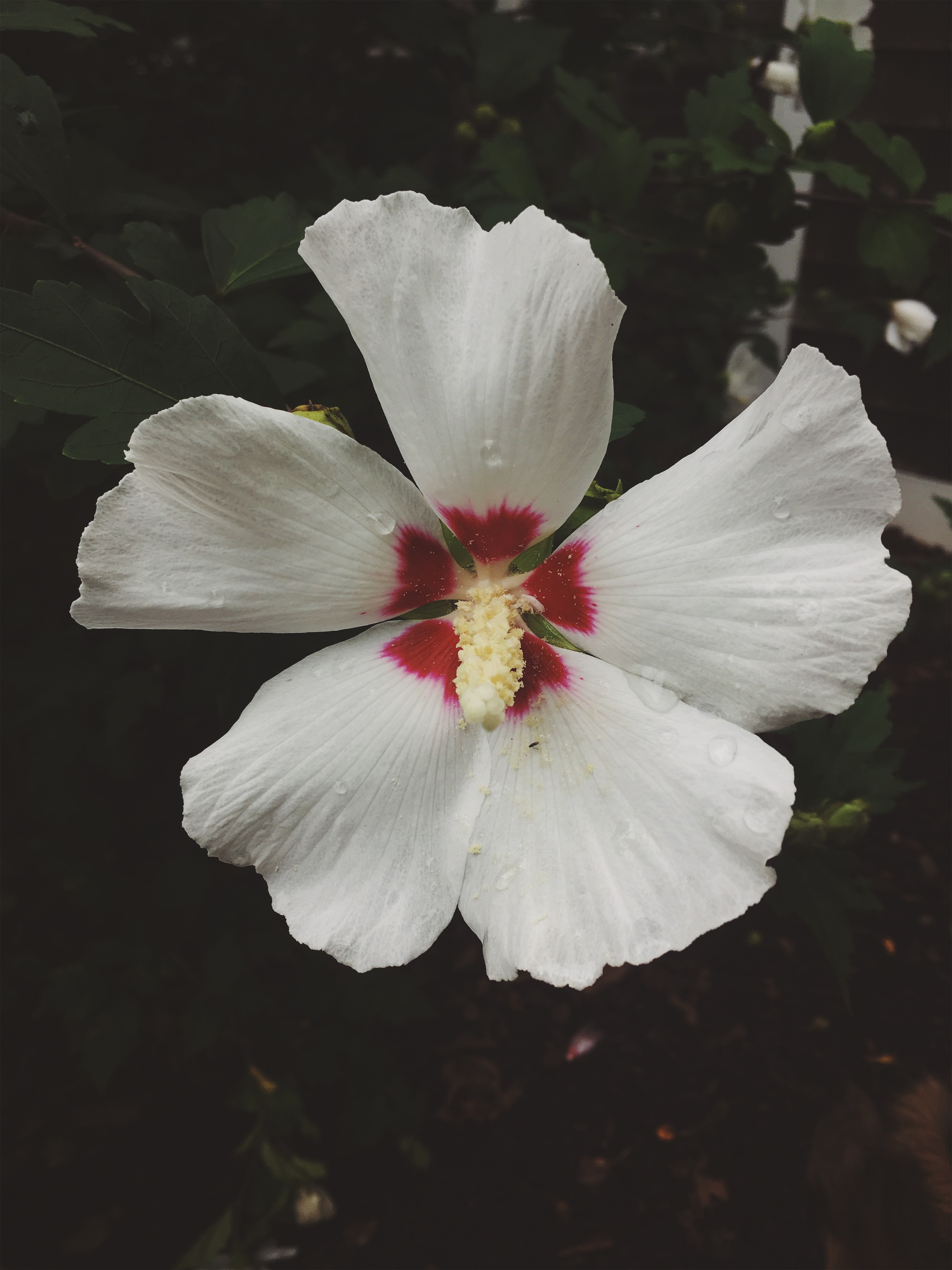 rose of sharon • September 8, 2018