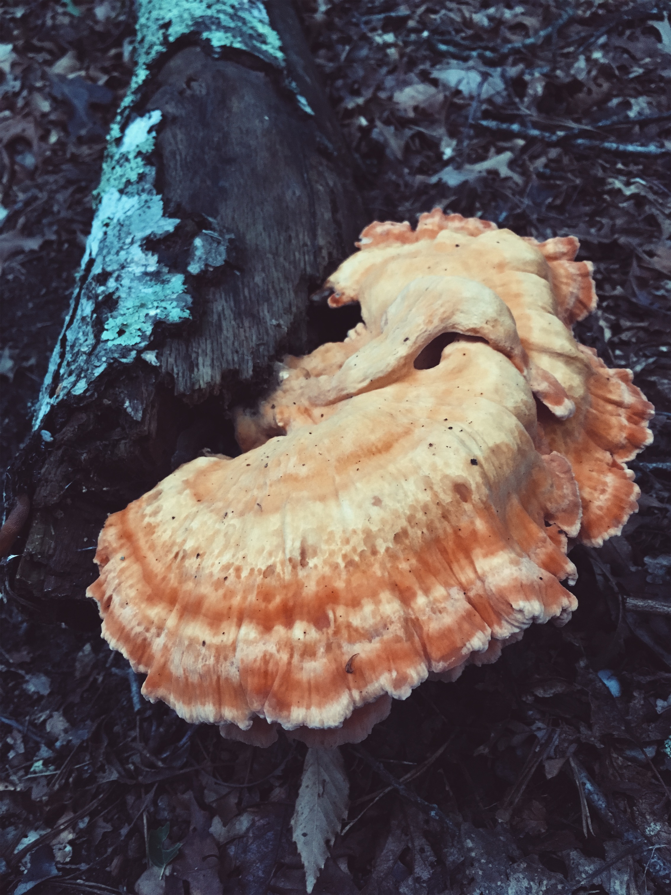 chicken of the woods • August 20, 2018