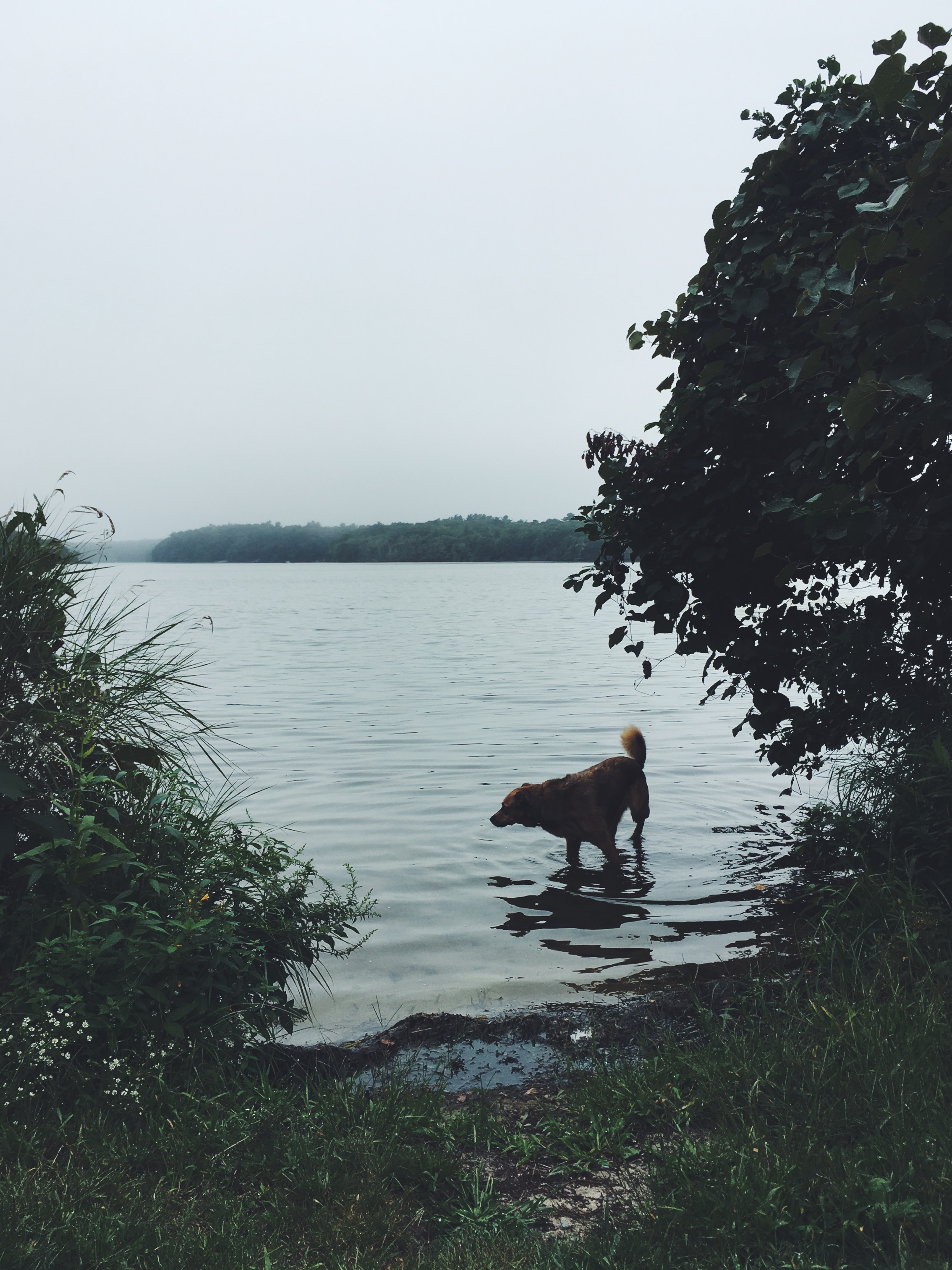 Santuit Pond, Mashpee, MA • September 12, 2018