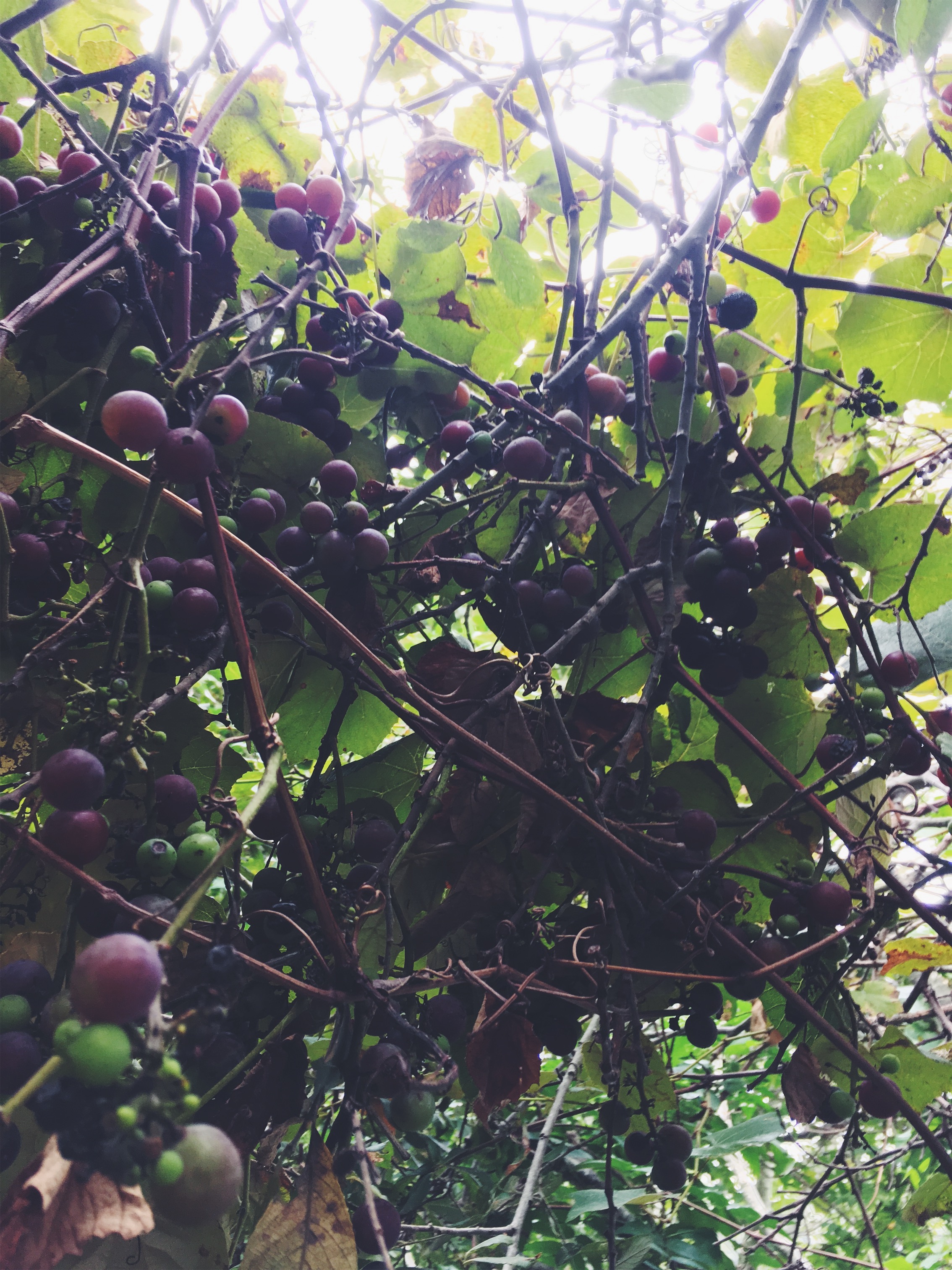 wild grapes • Santuit Pond, Mashpee, MA • September 12, 2018